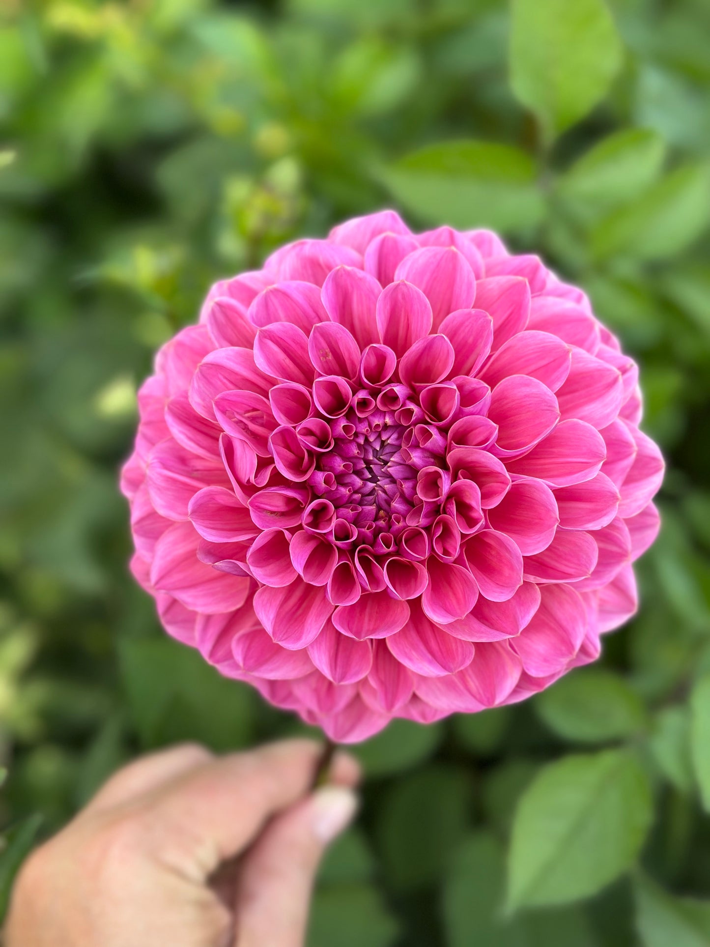 GC Pink Lemonade Dahlia Tuber