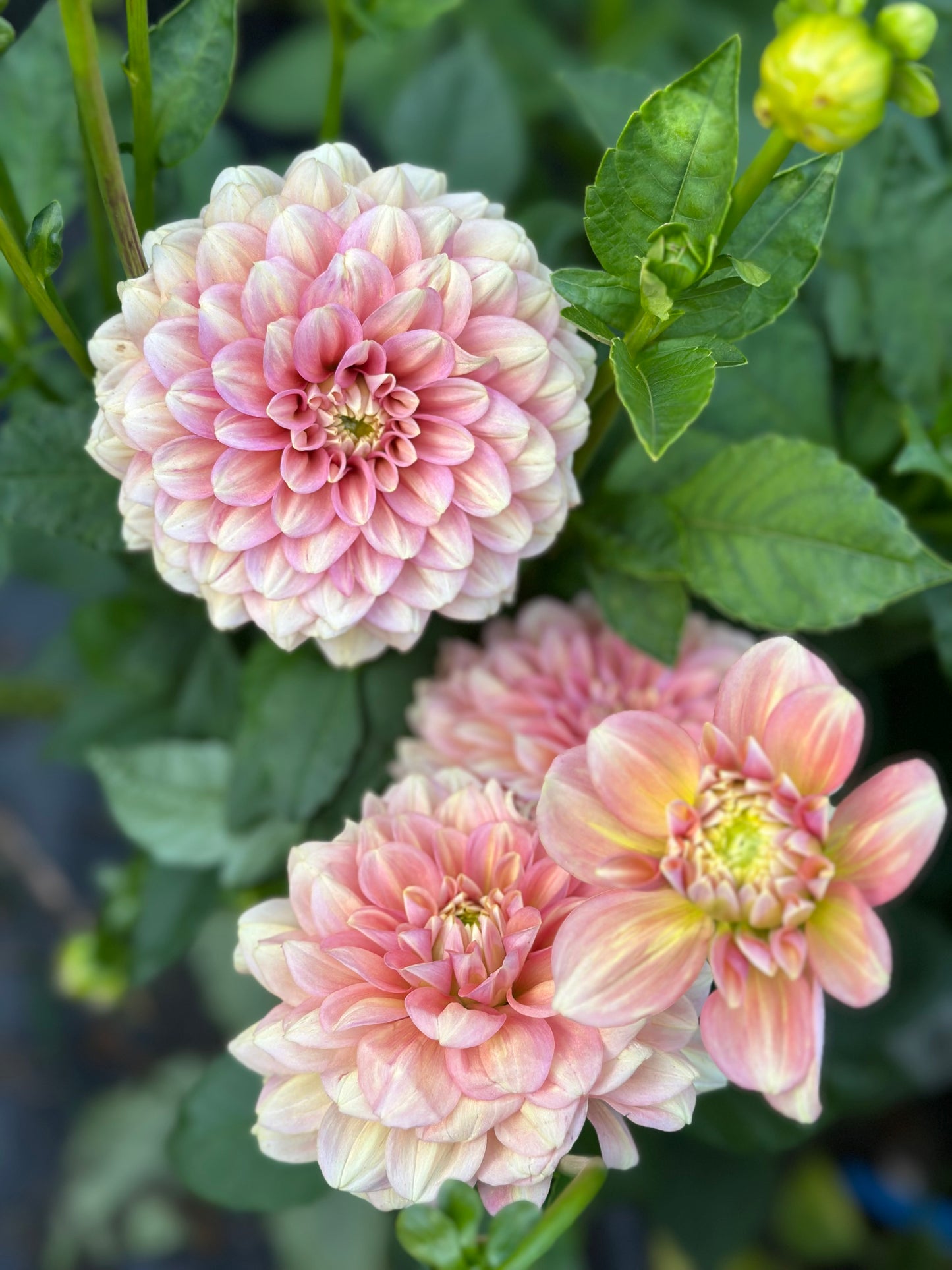 Milena Fleur Dahlia Tuber
