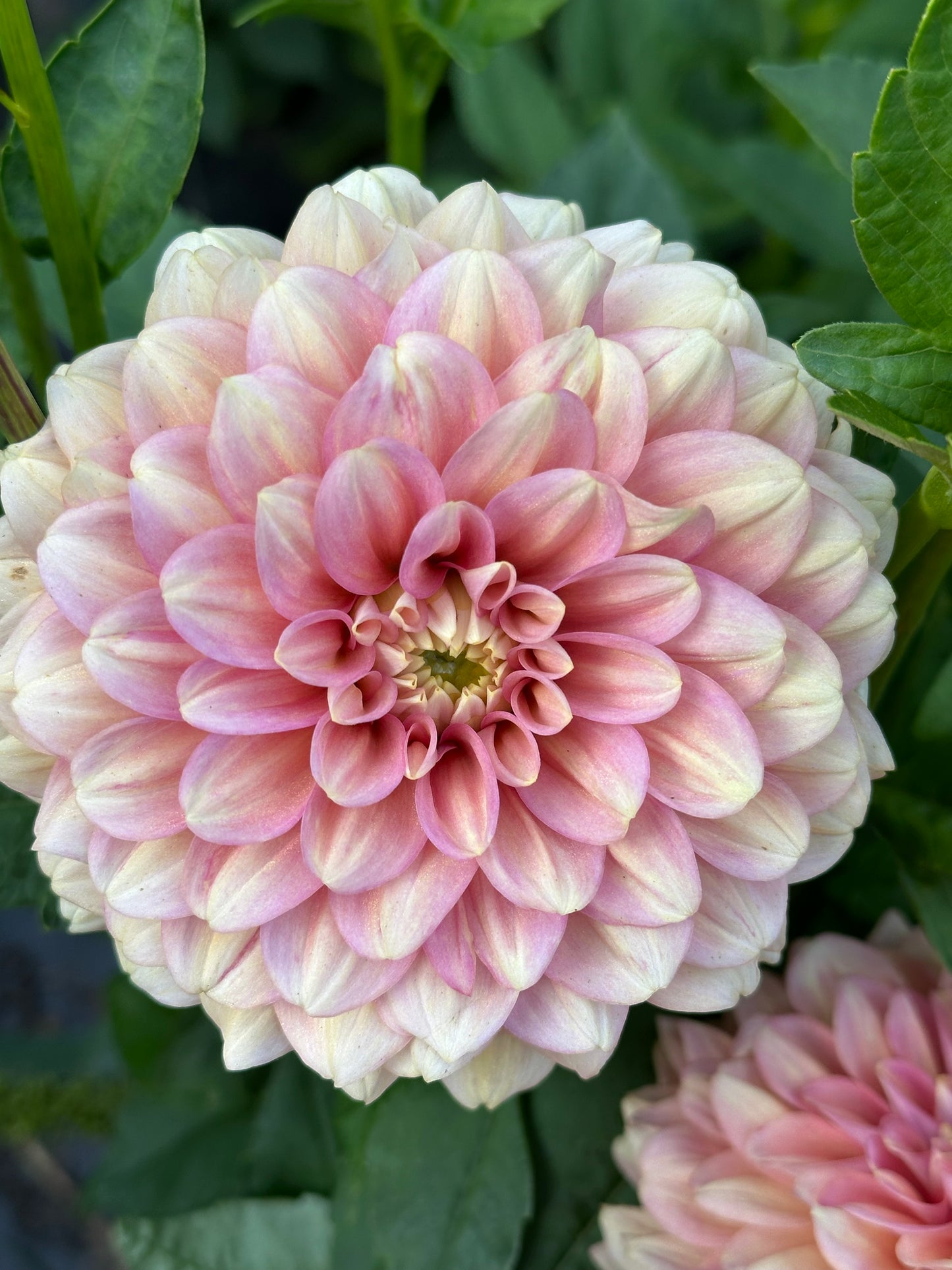 Milena Fleur Dahlia Tuber