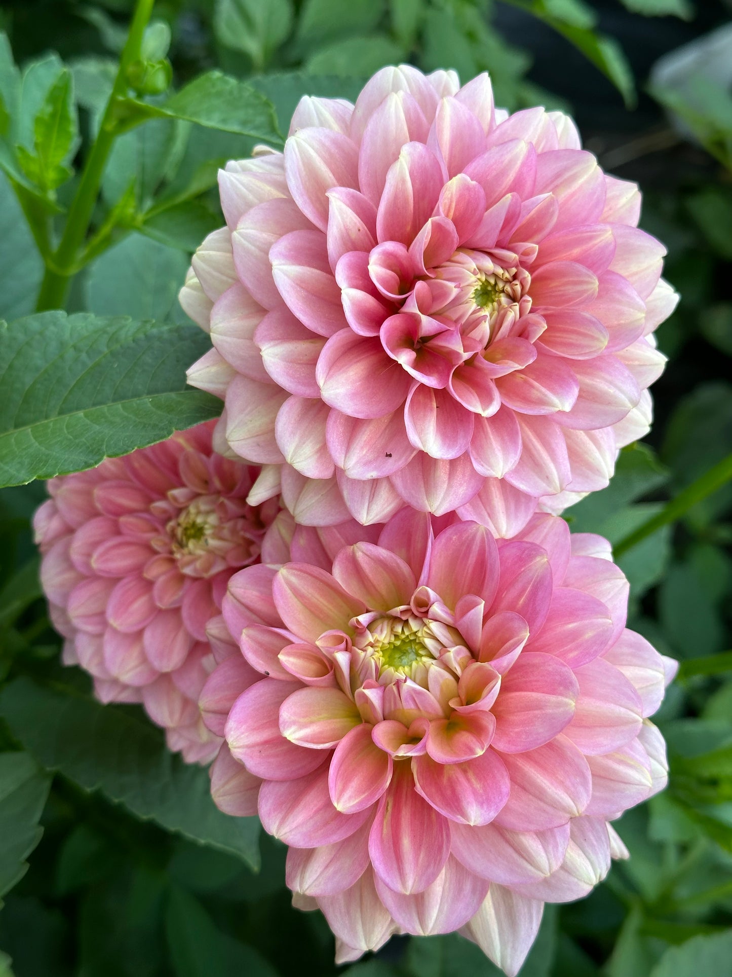 Milena Fleur Dahlia Tuber