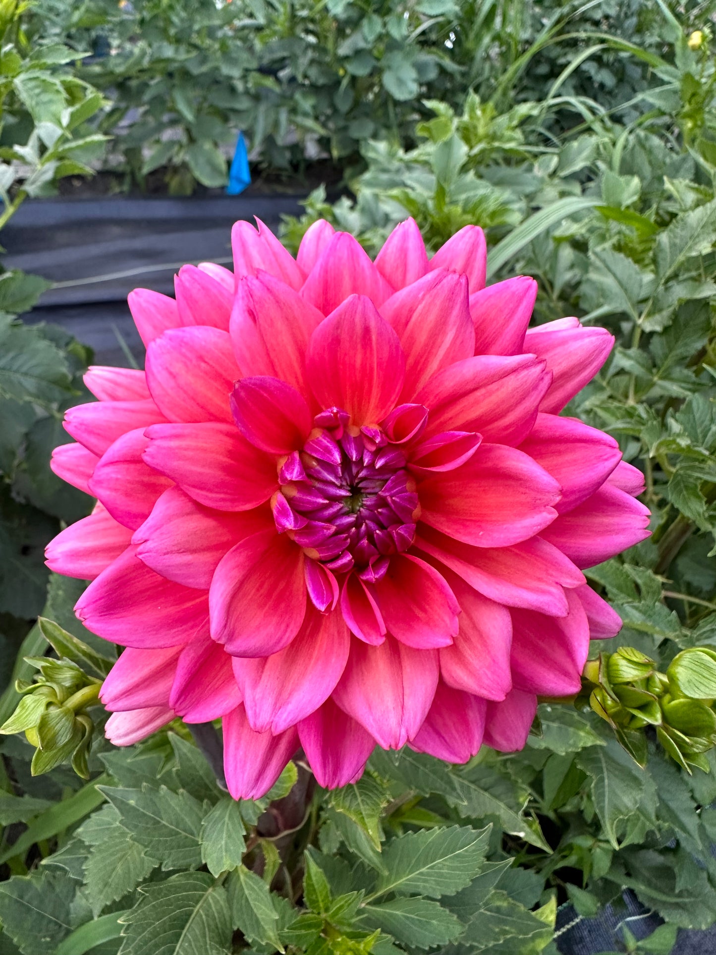 Great Silence Dahlia Tuber