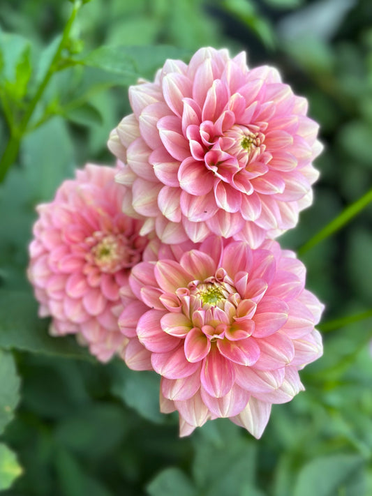 Milena Fleur Dahlia Tuber