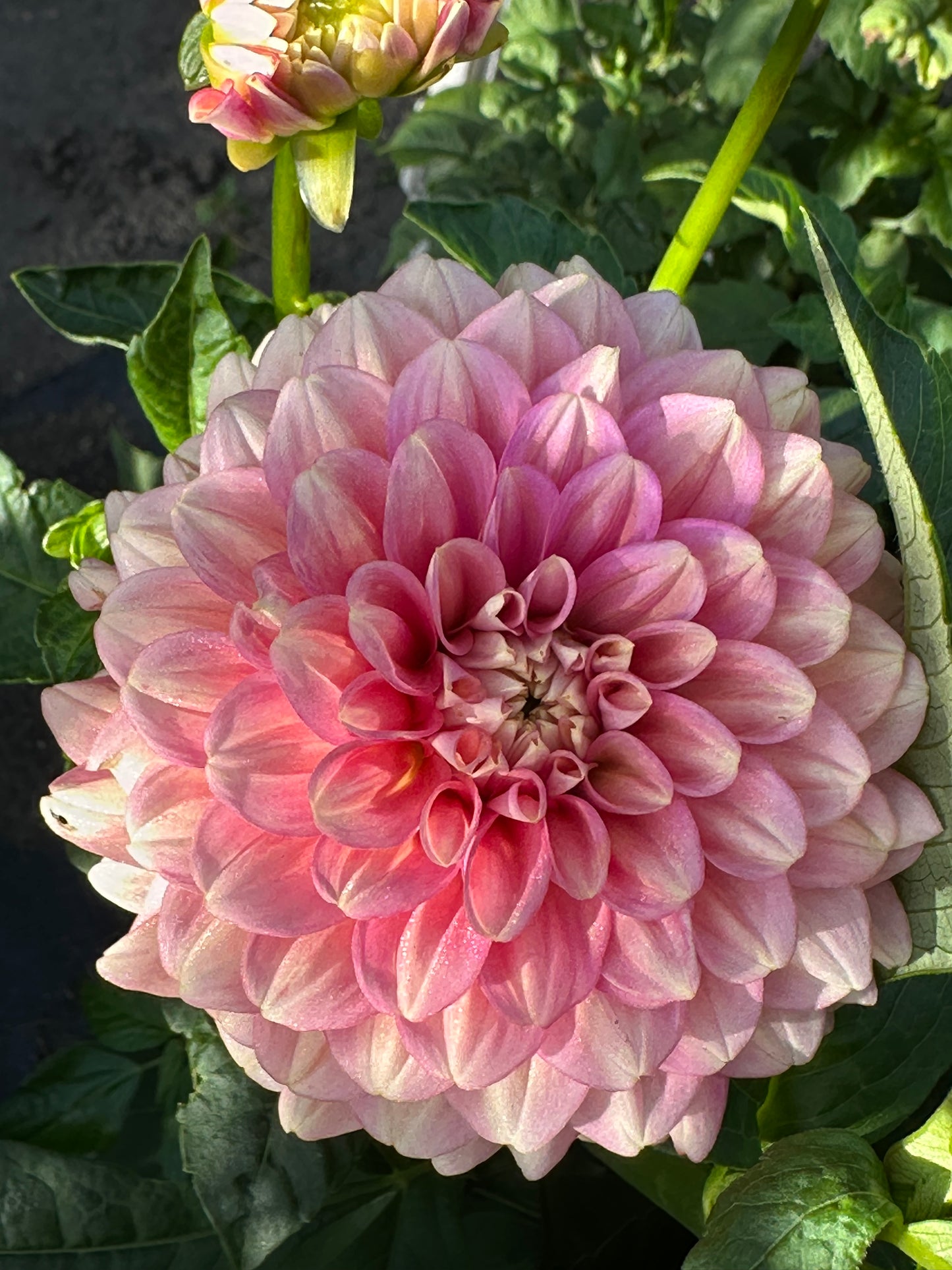 Milena Fleur Dahlia Tuber