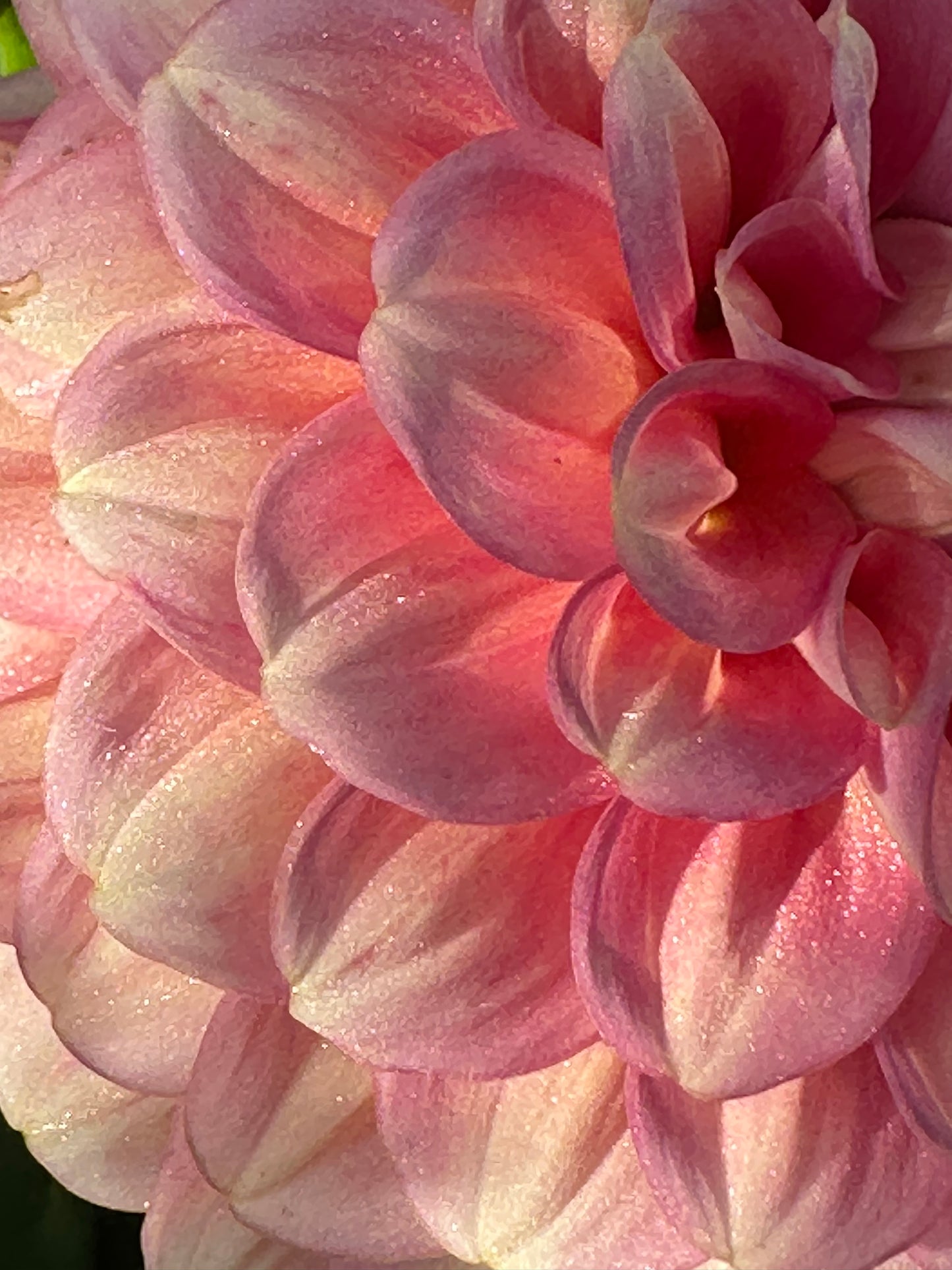 Milena Fleur Dahlia Tuber