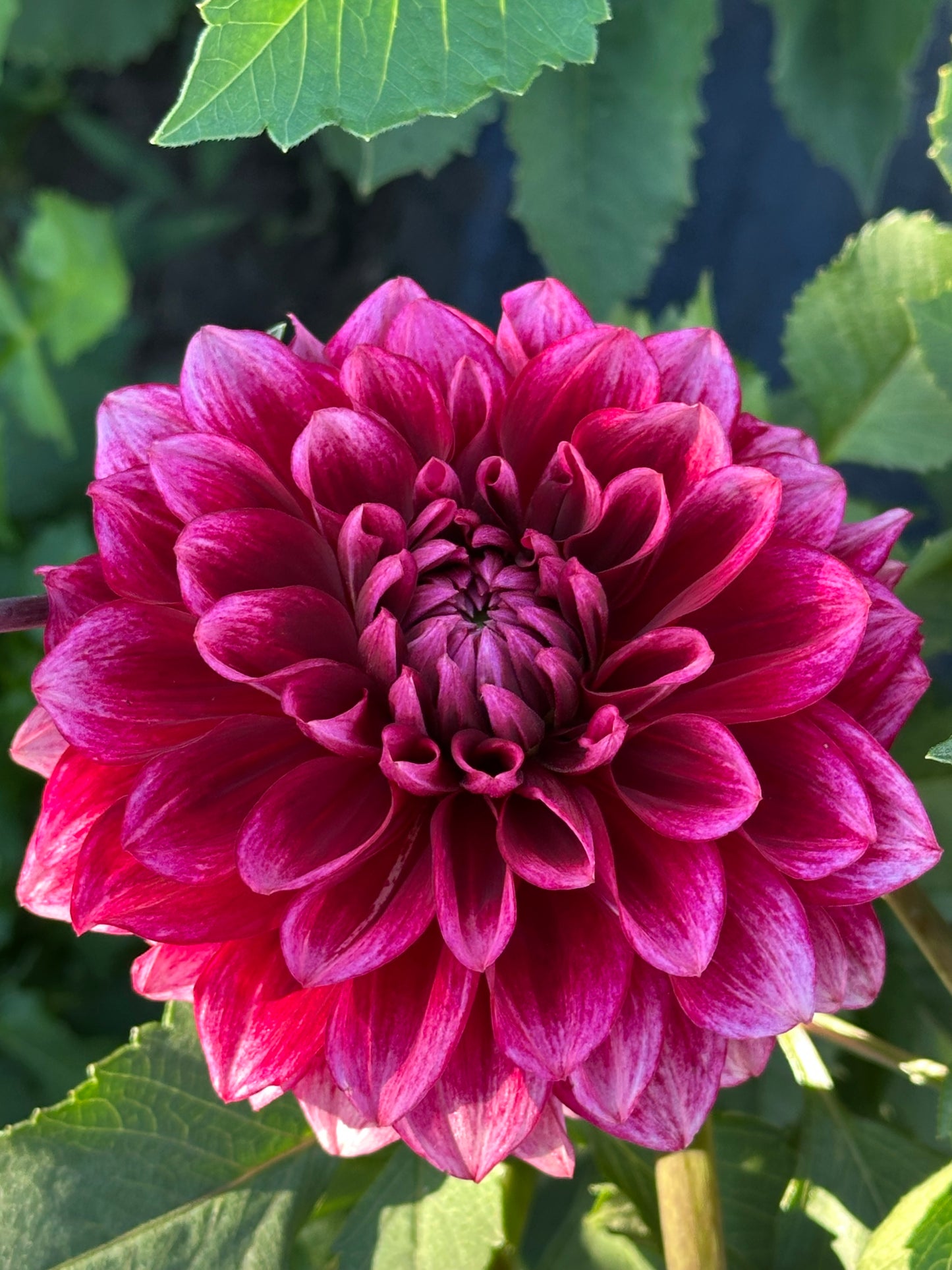 Bloomquist York Dahlia Tuber