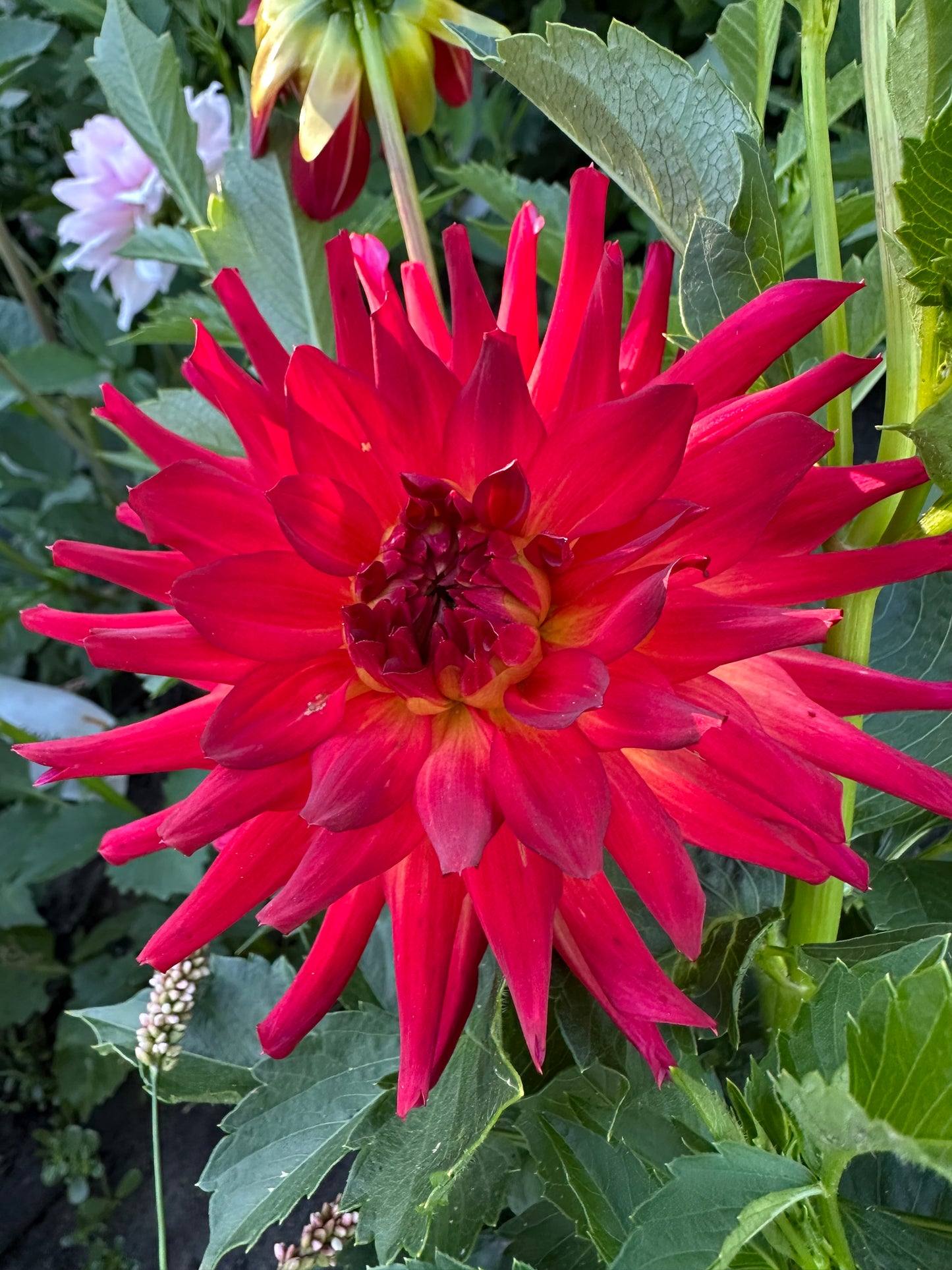 Bloomquist Tropic Dahlia Tuber