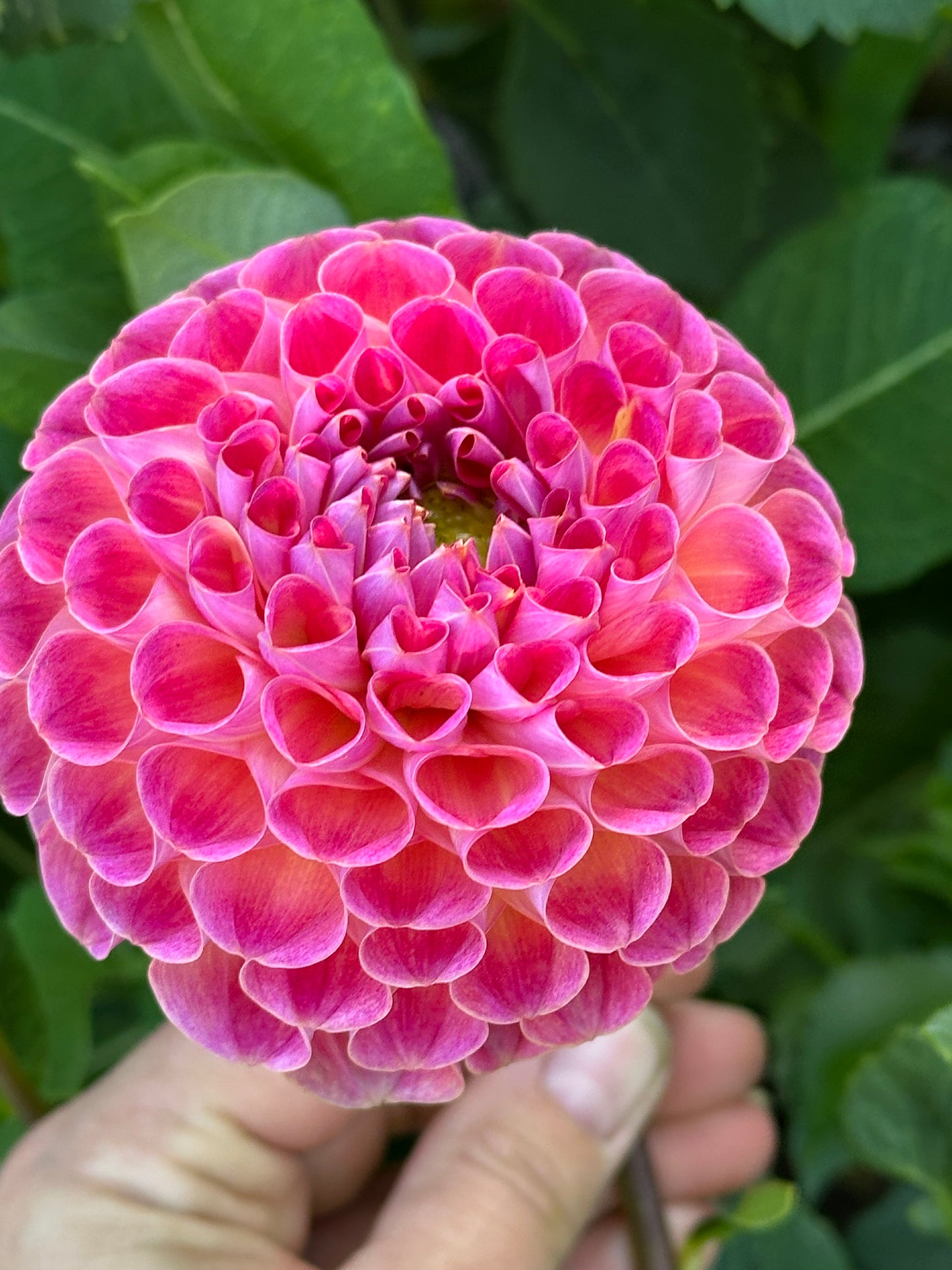 Verkist Cosmic Dahlia Tuber