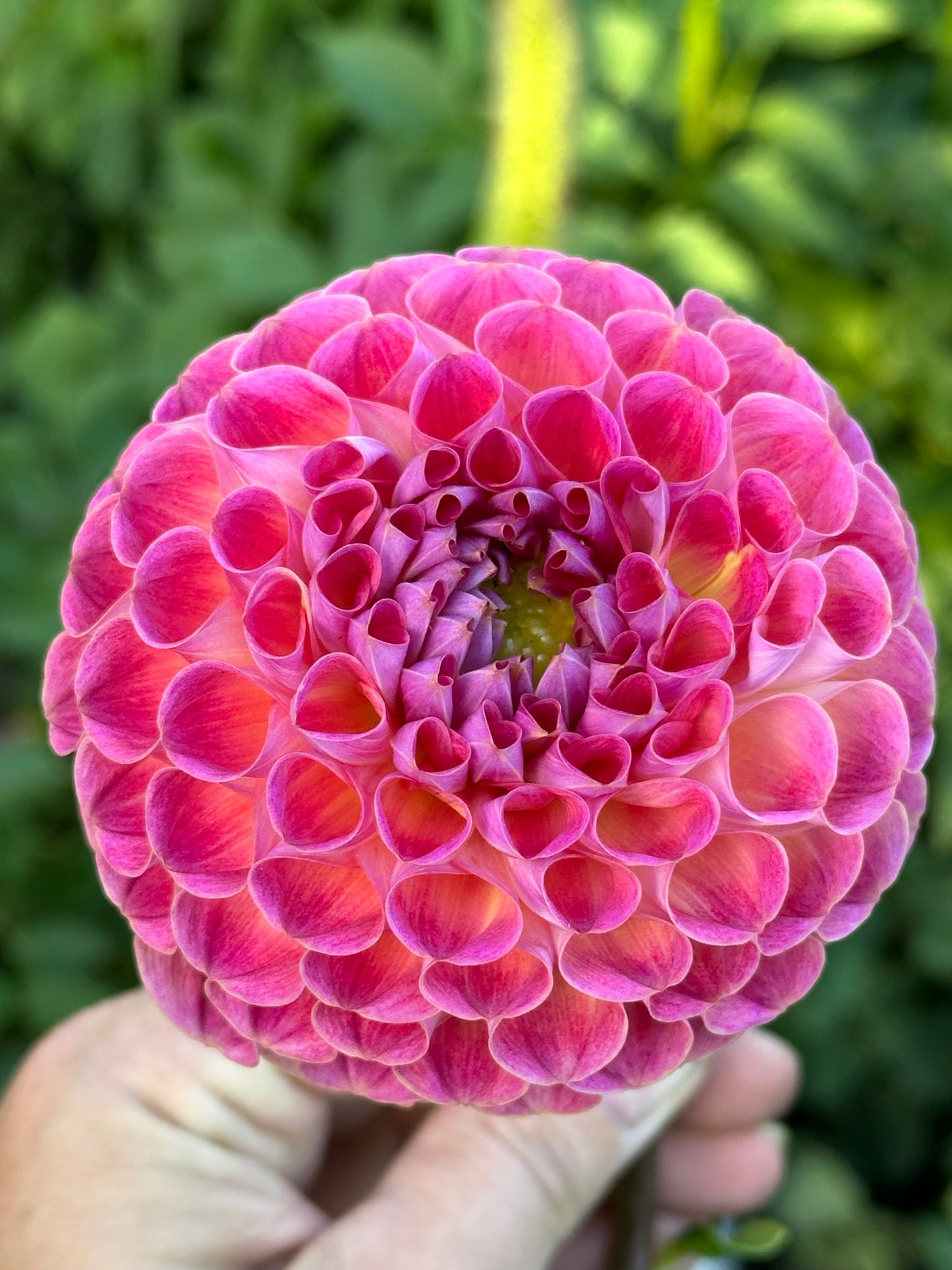 Verkist Cosmic Dahlia Tuber