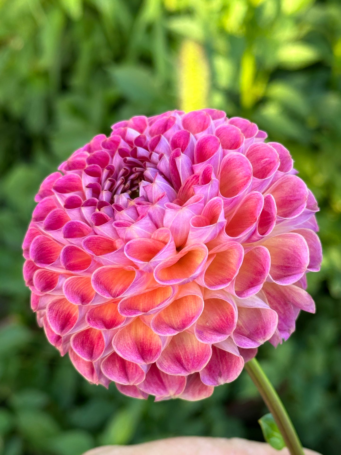 Verkist Cosmic Dahlia Tuber