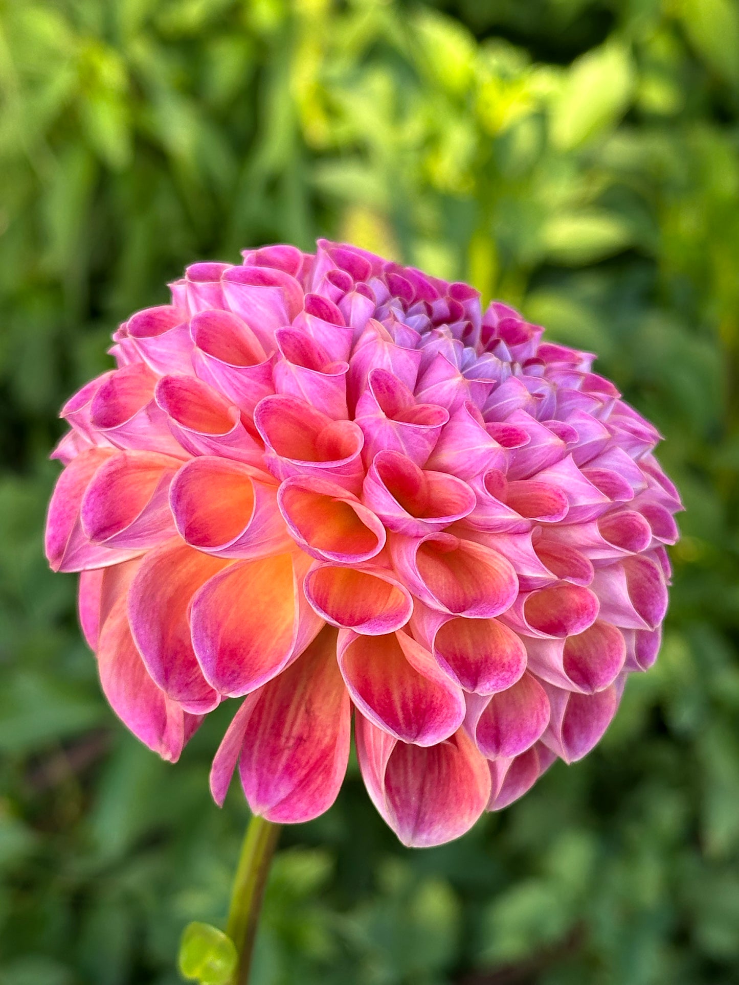 Verkist Cosmic Dahlia Tuber