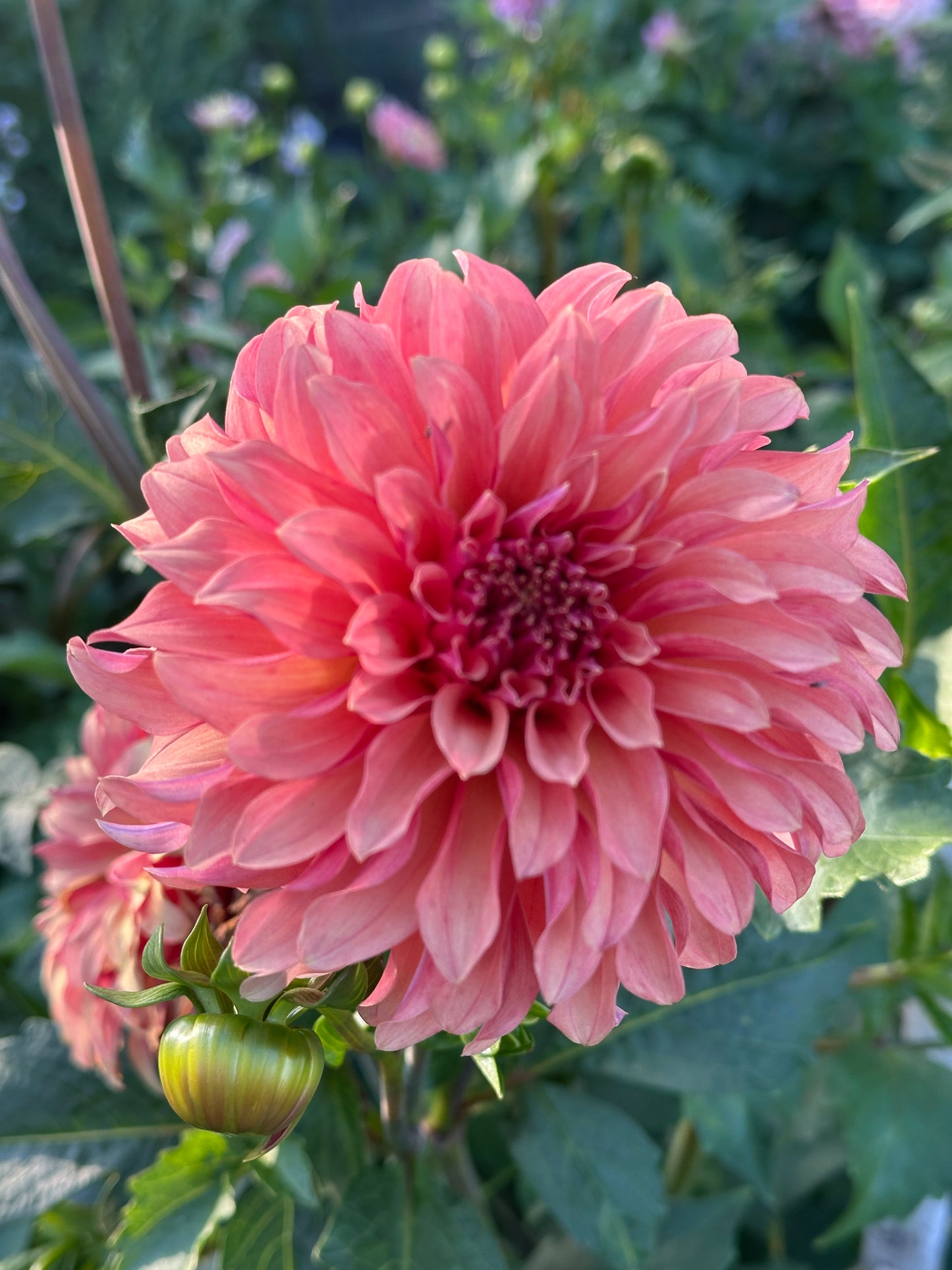 River's Can't Elope Dahlia Tuber