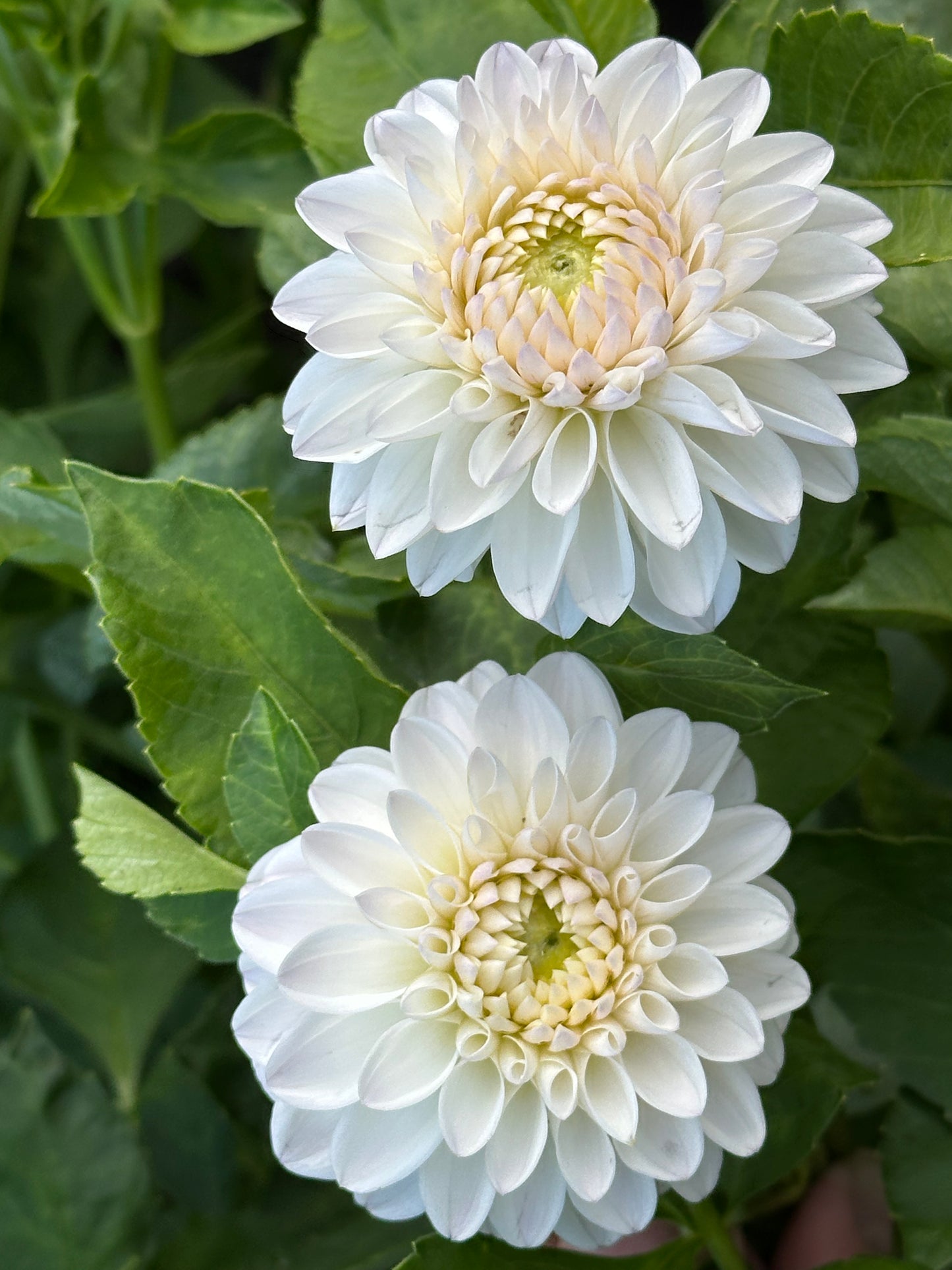 Ferncliff Pearl Dahlia Tuber