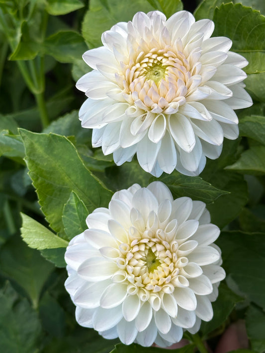 Ferncliff Pearl Dahlia Tuber