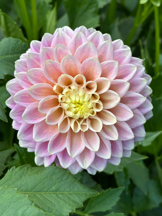Sugartown Sunrise Dahlia Tuber