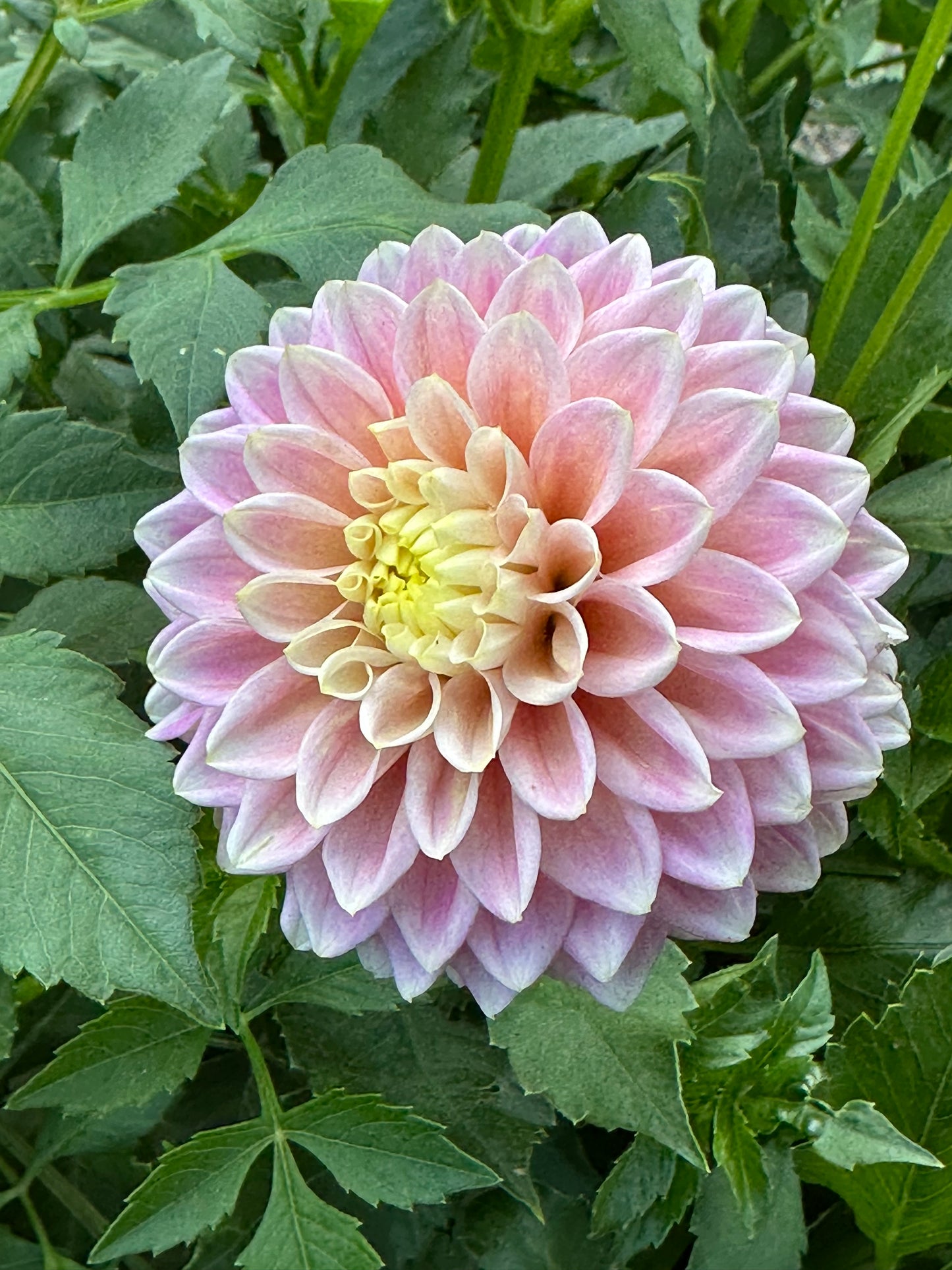 Sugartown Sunrise Dahlia Tuber