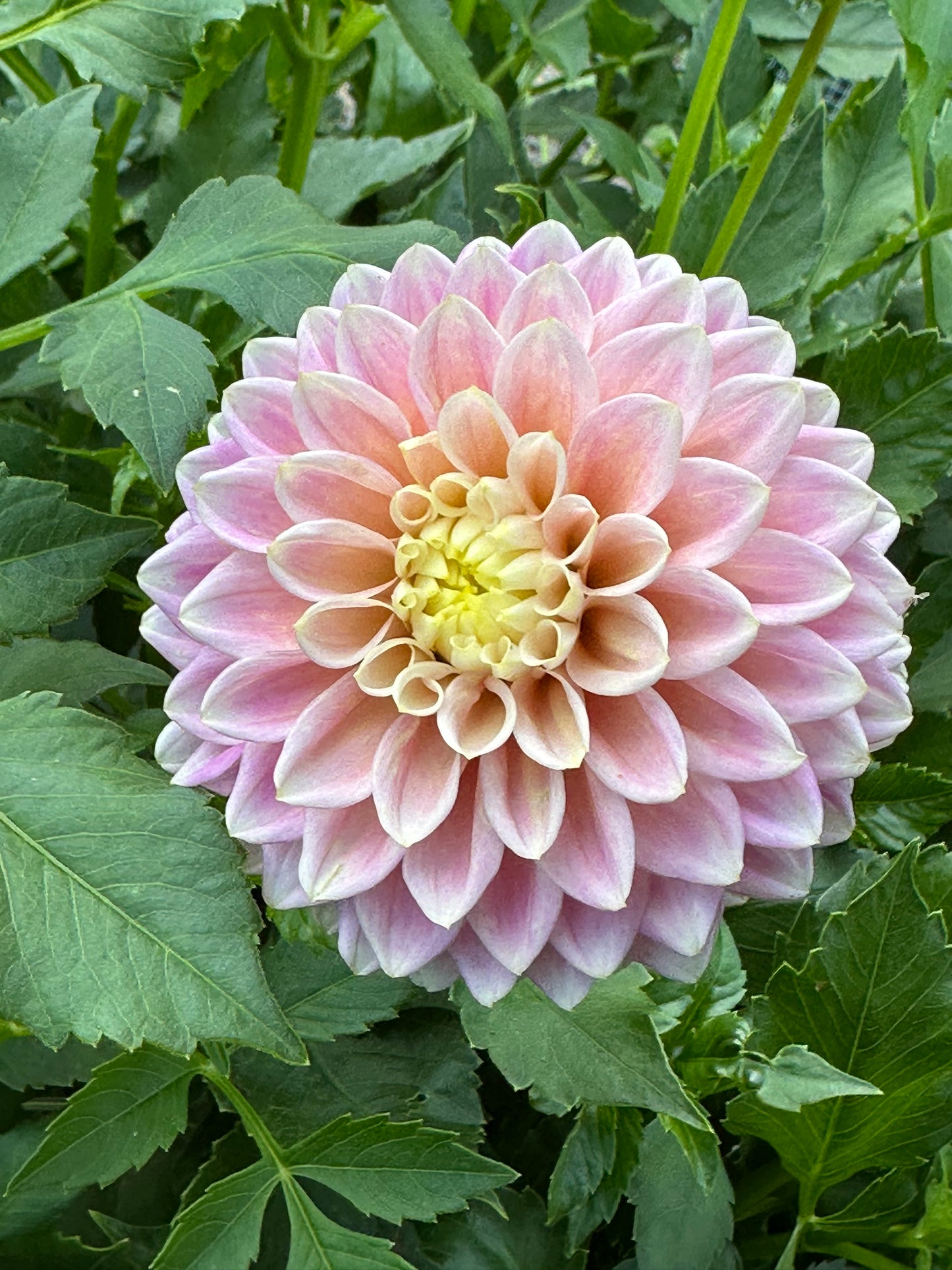 Sugartown Sunrise Dahlia Tuber