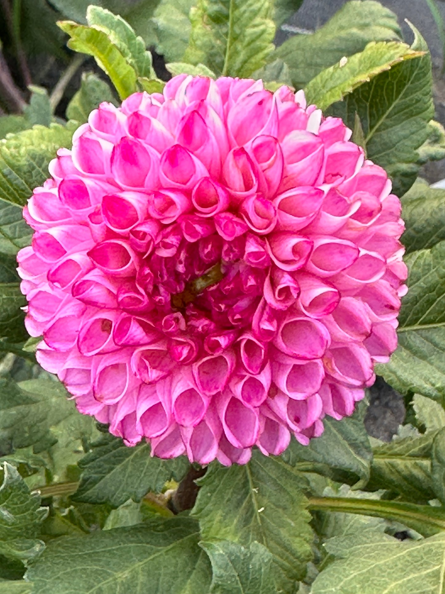 Irish Speckles Dahlia Tuber