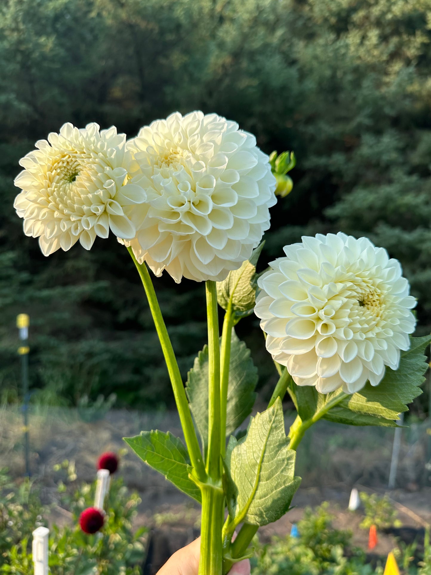 Brookside Snowball Dahlia Tuber