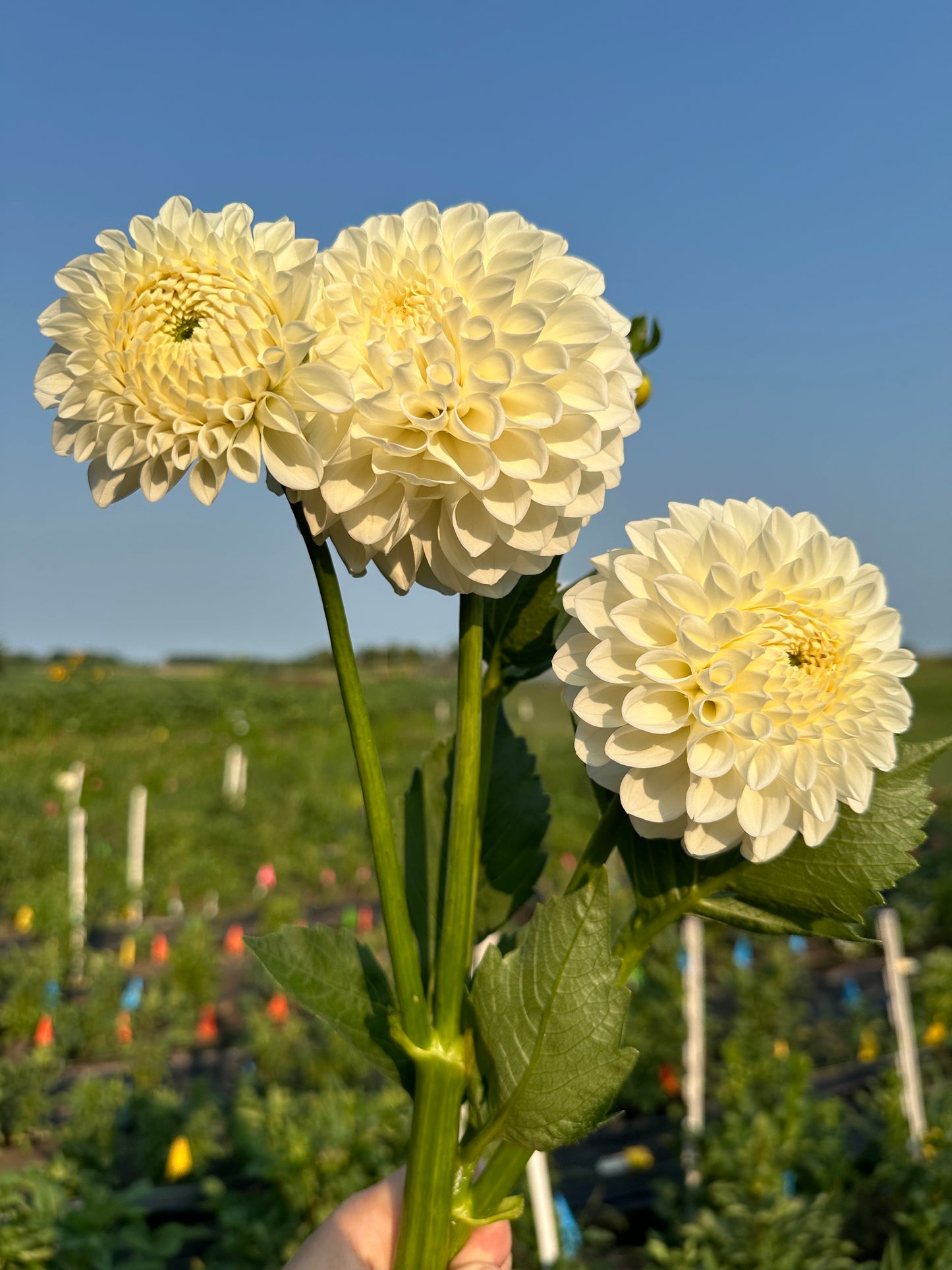 Brookside Snowball Dahlia Tuber