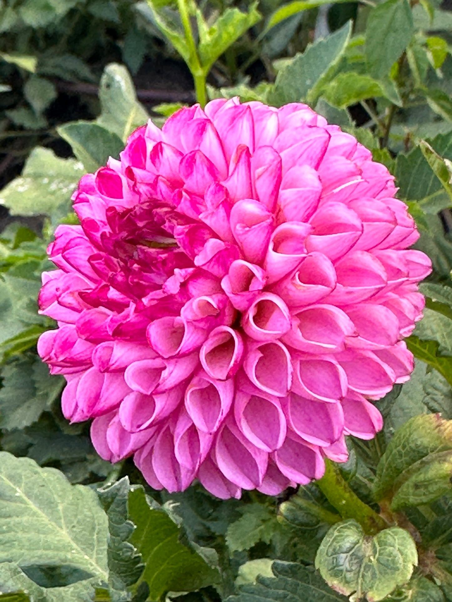 Irish Speckles Dahlia Tuber