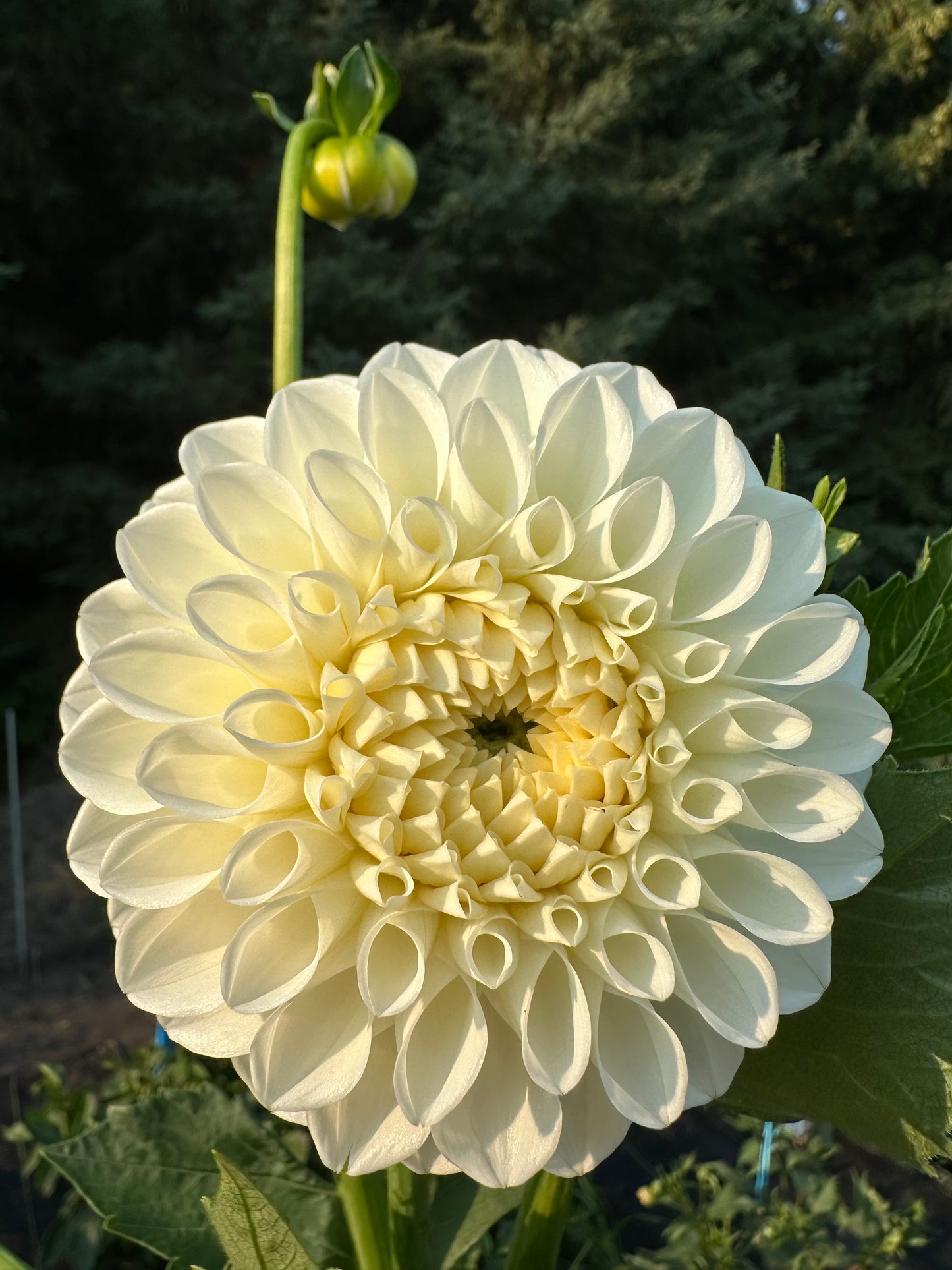 Brookside Snowball Dahlia Tuber