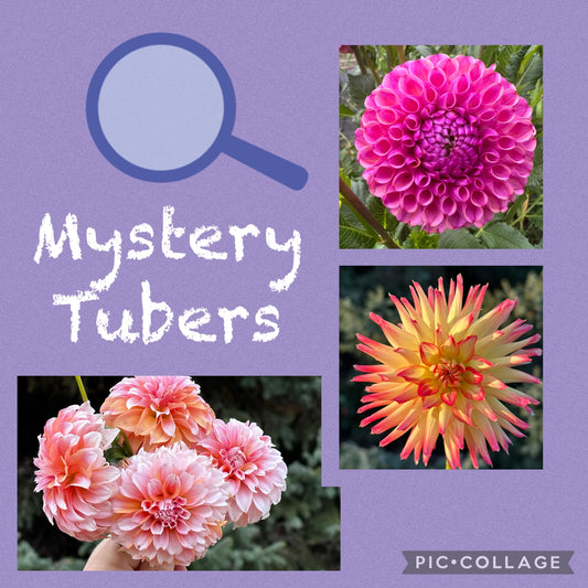 Mystery Dahlia Tuber