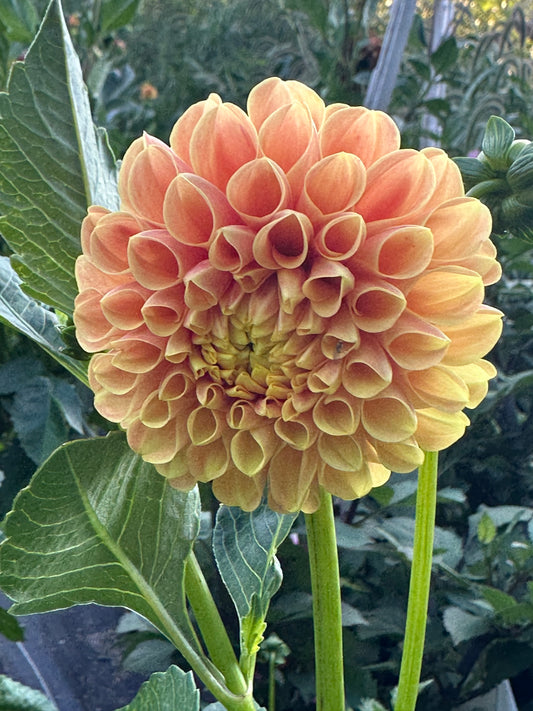 SB's Ora Dahlia Tuber