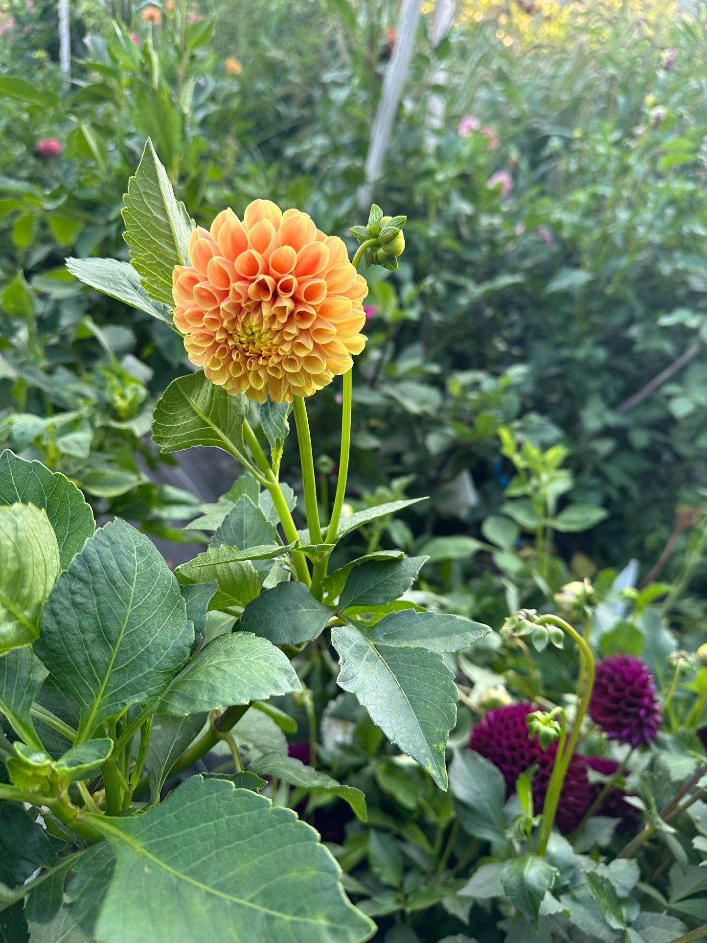 SB's Ora Dahlia Tuber
