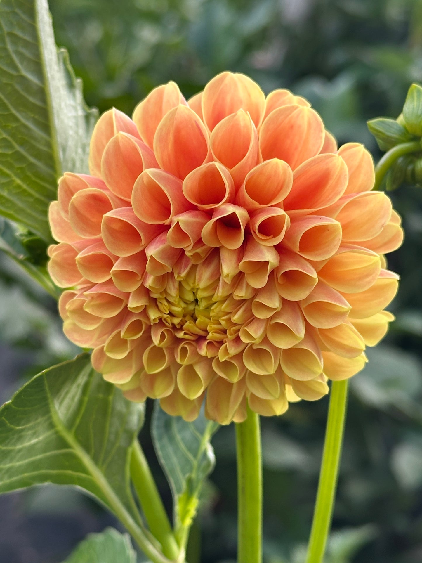 SB's Ora Dahlia Tuber