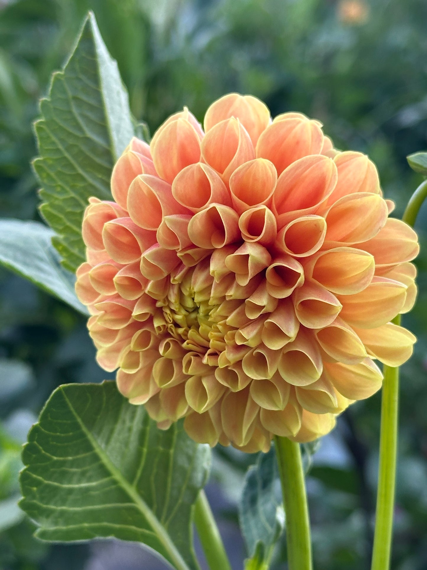 SB's Ora Dahlia Tuber