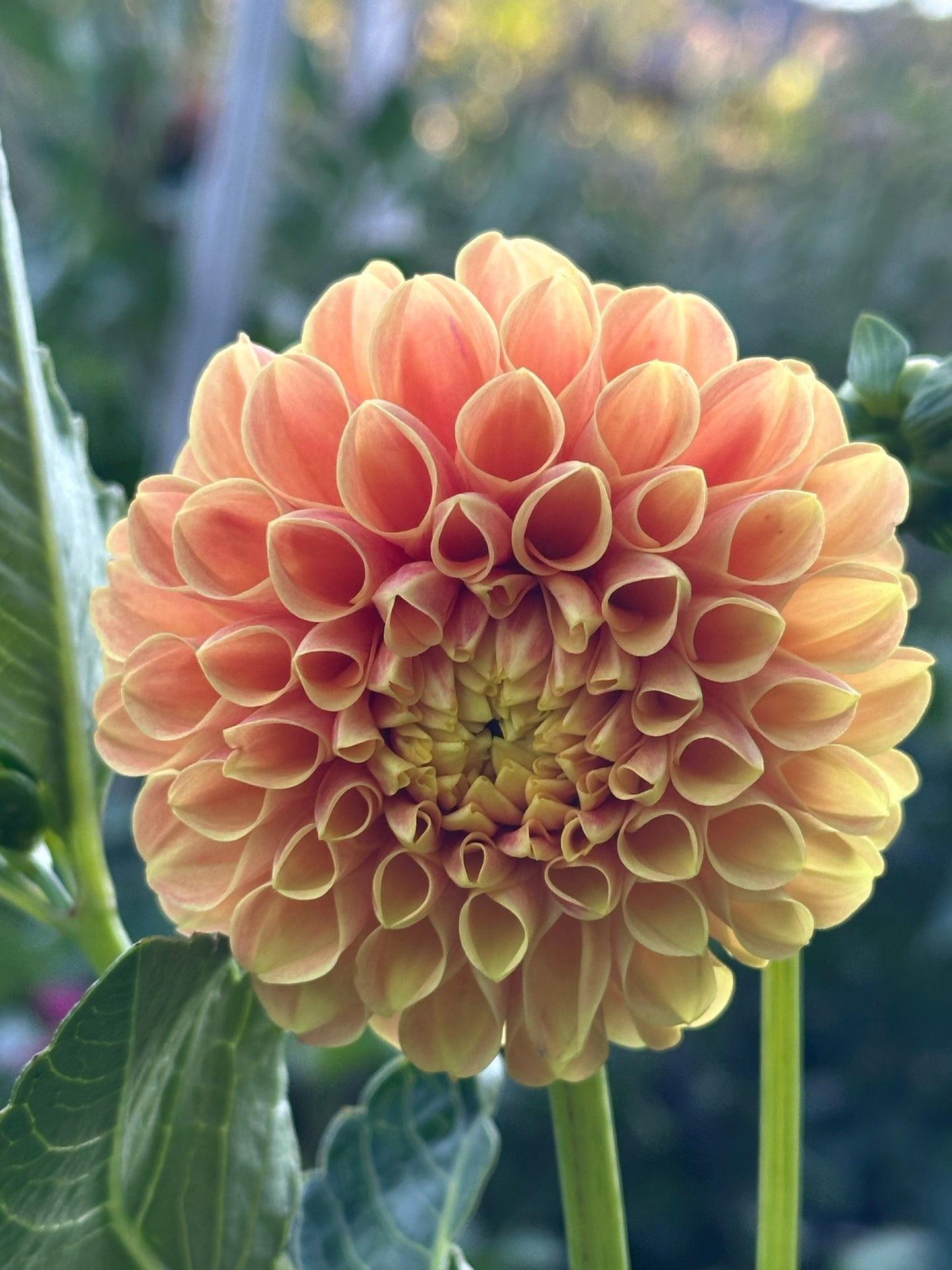 SB's Ora Dahlia Tuber