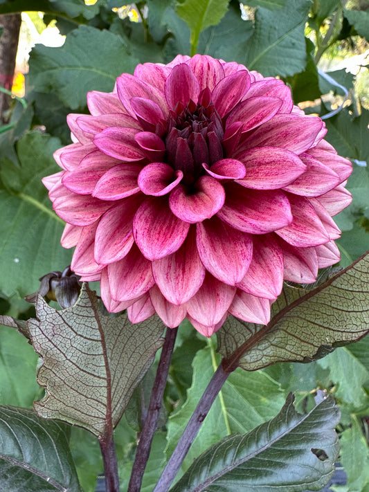 Night Silence Dahlia Tuber
