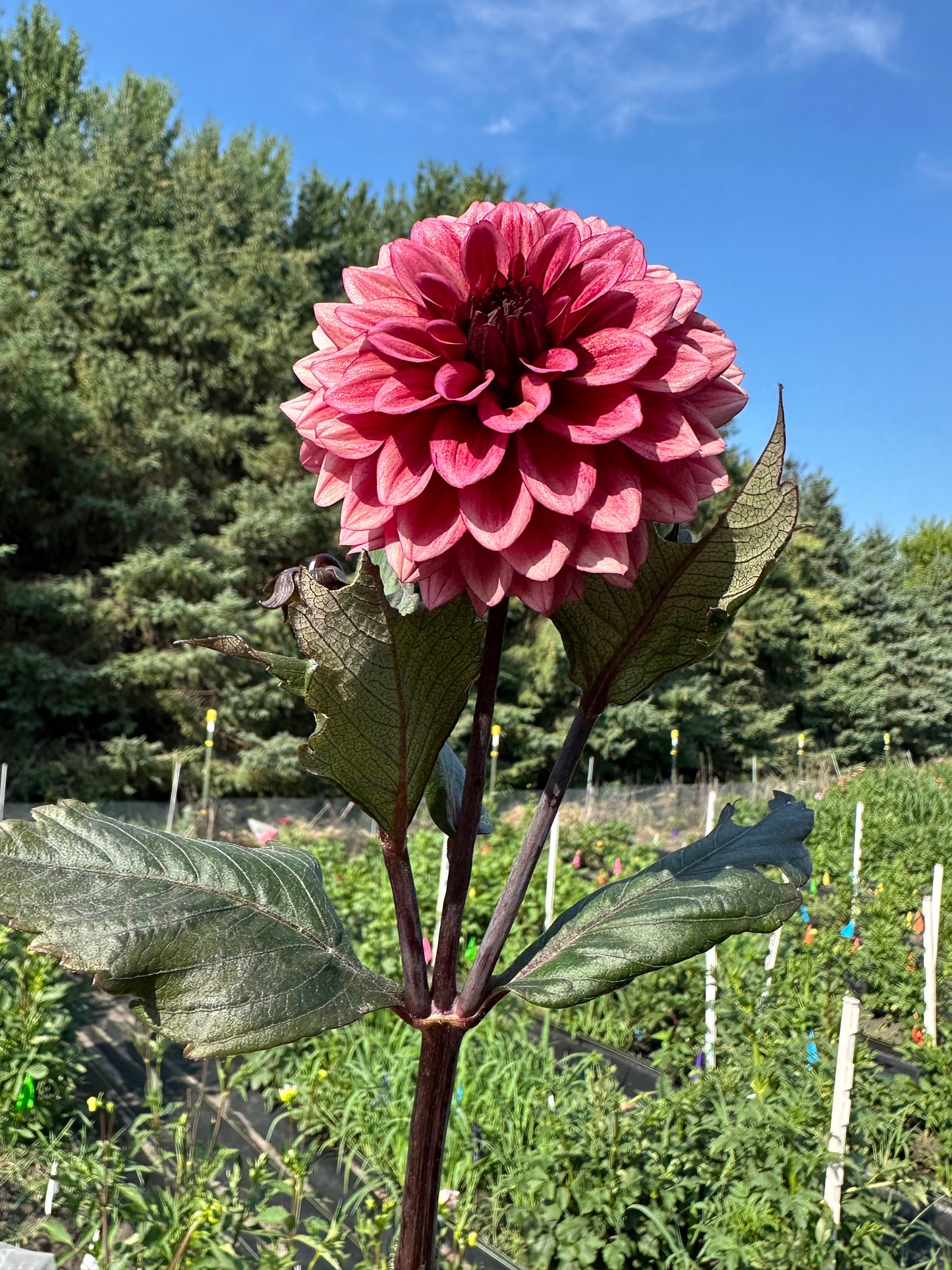 Night Silence Dahlia Tuber