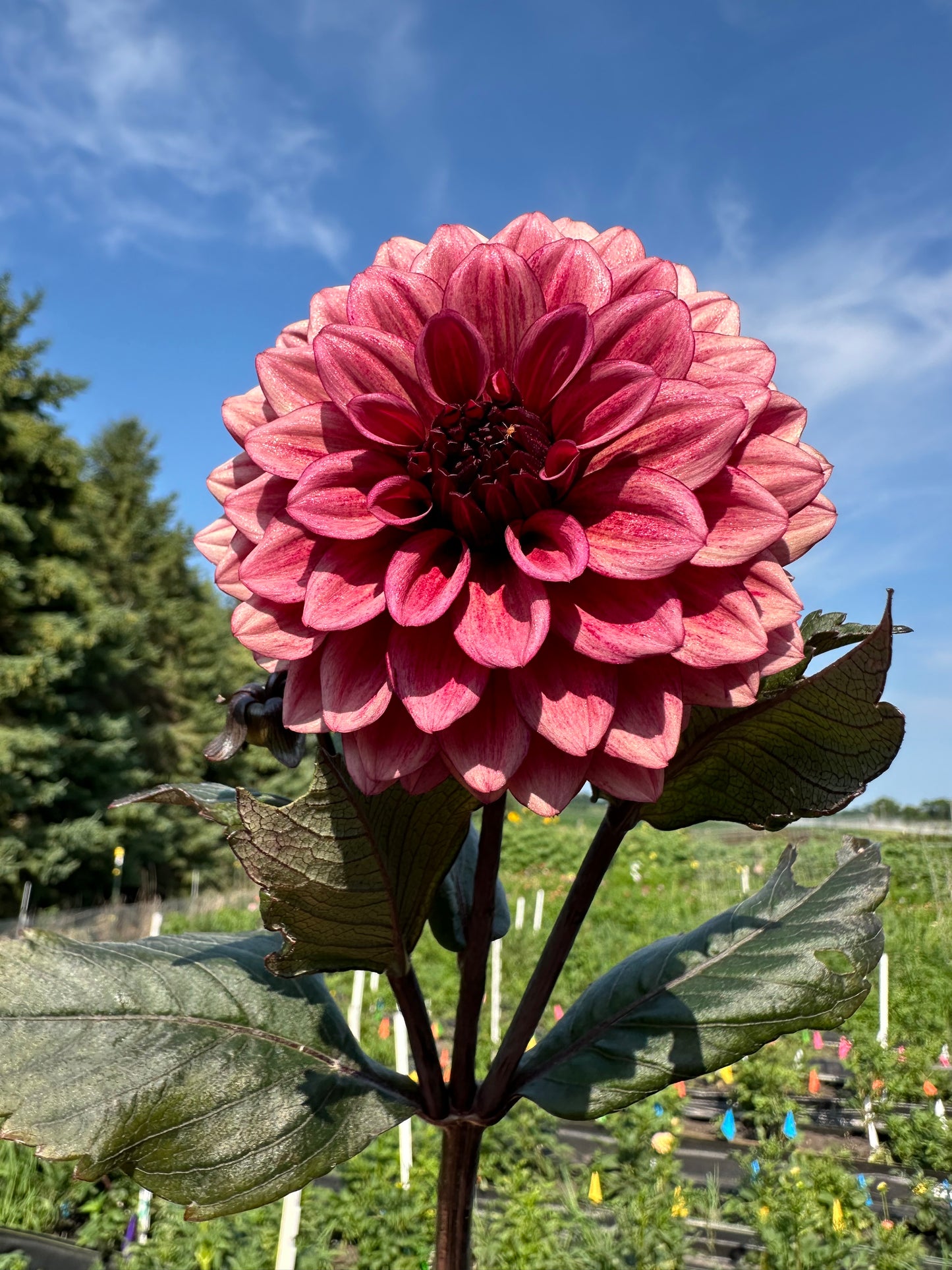 Night Silence Dahlia Tuber
