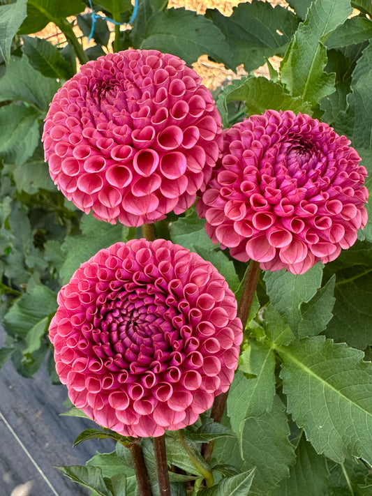 Ferncliff Rusty Dahlia Tuber