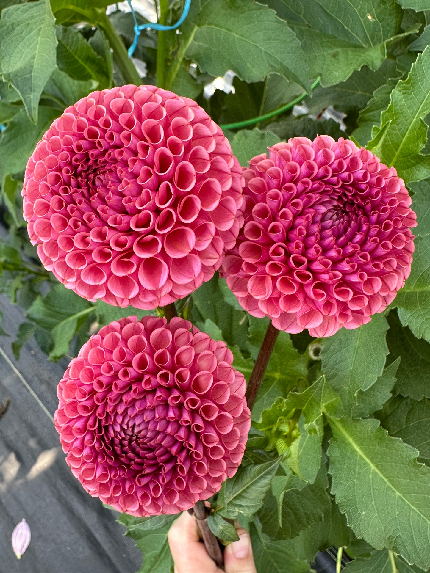 Ferncliff Rusty Dahlia Tuber