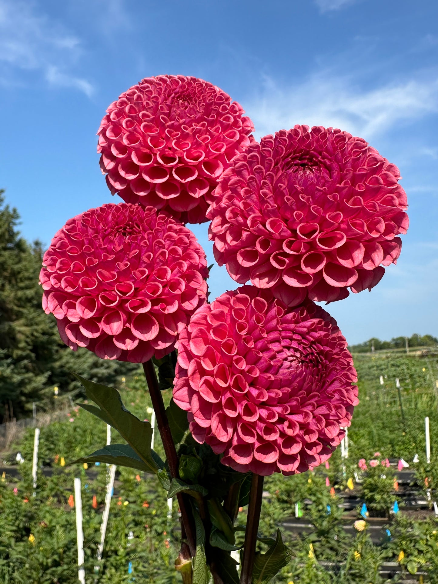 Ferncliff Rusty Dahlia Tuber
