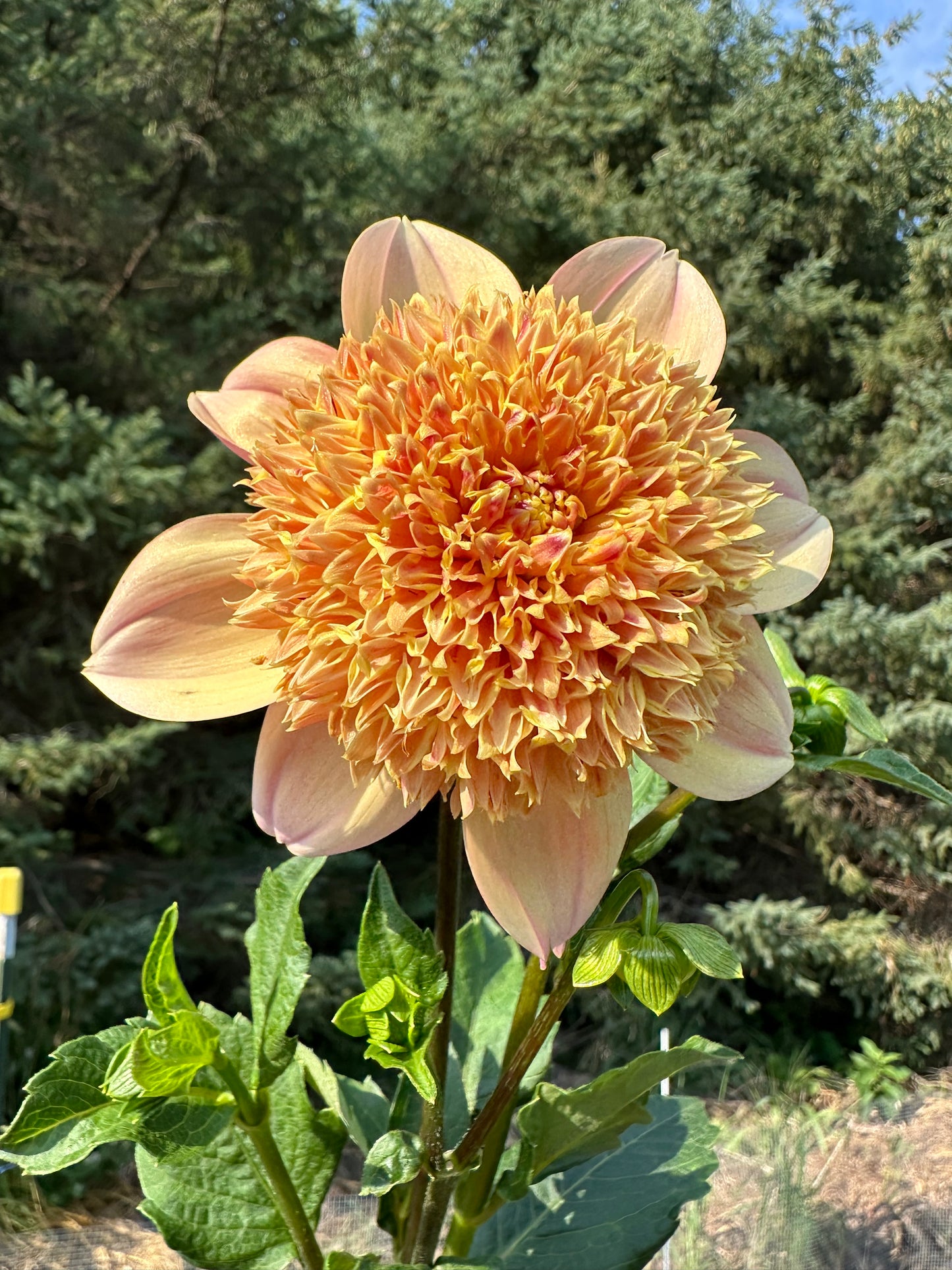 Sandia Brocade Dahlia Tuber