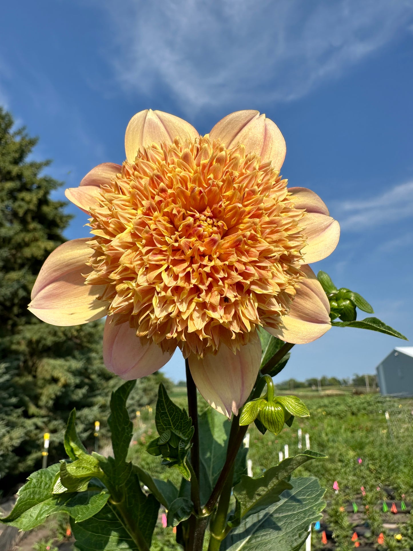 Sandia Brocade Dahlia Tuber