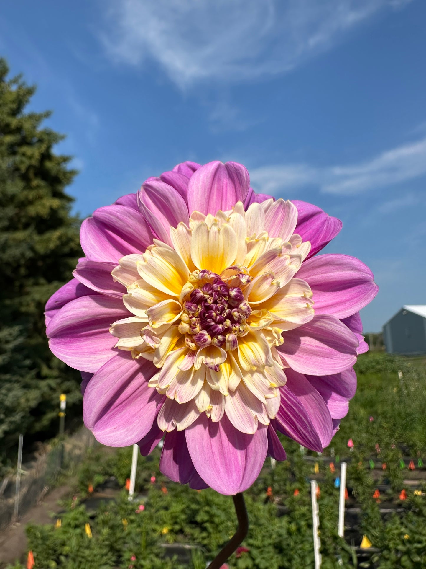 Take Off Dahlia Tuber