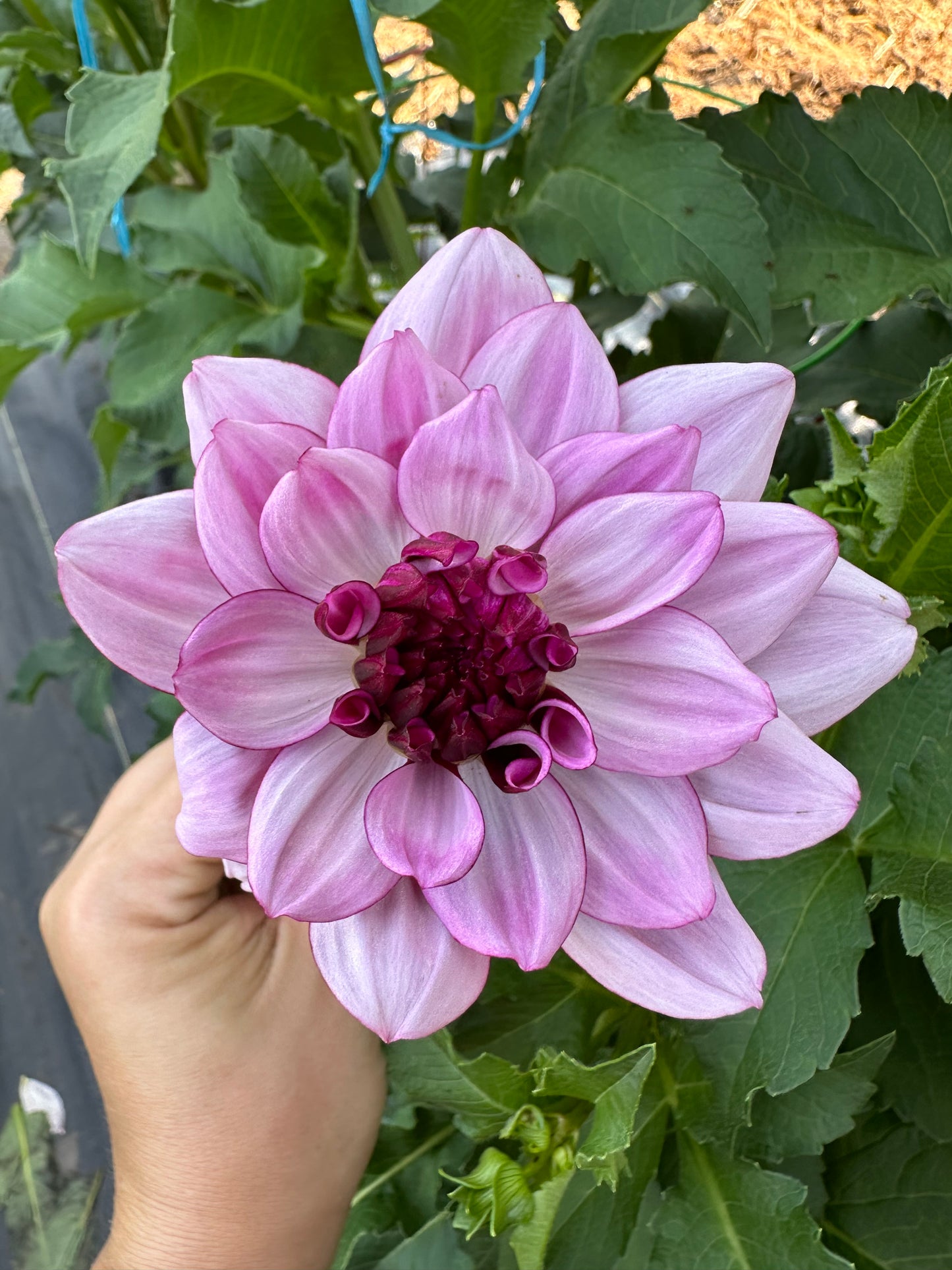 Creme De Cassis Dahlia Tuber