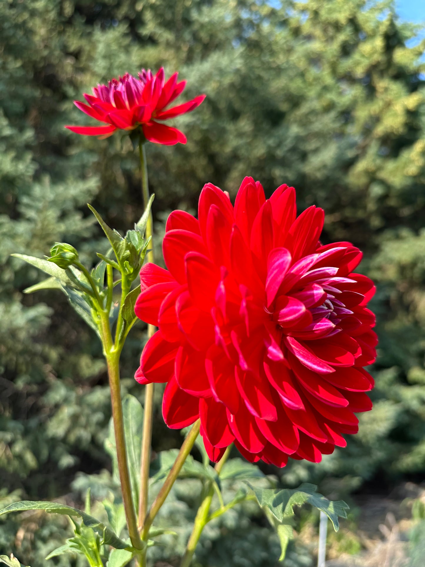 Red Velvet Dahlia Tuber
