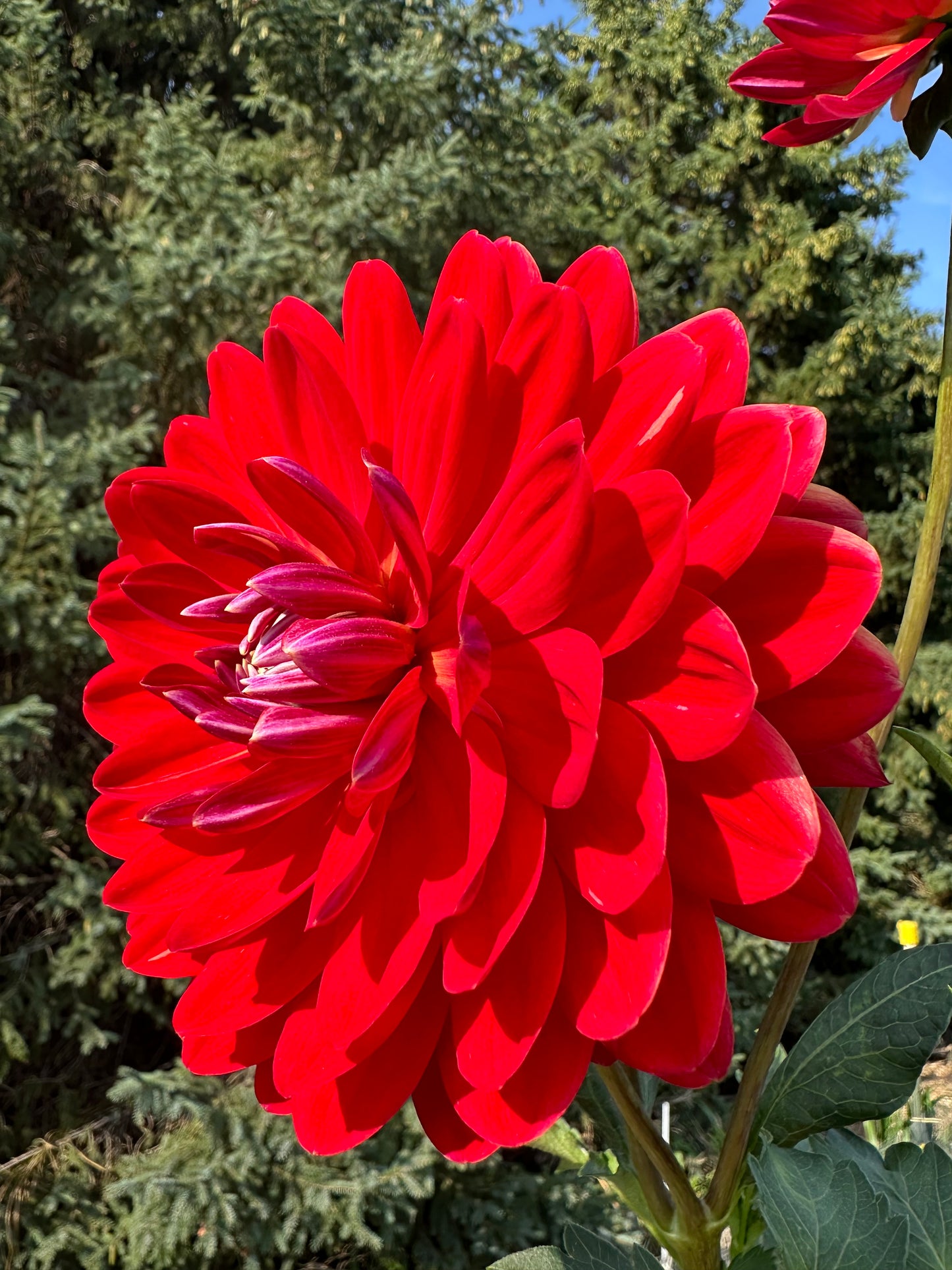 Red Velvet Dahlia Tuber