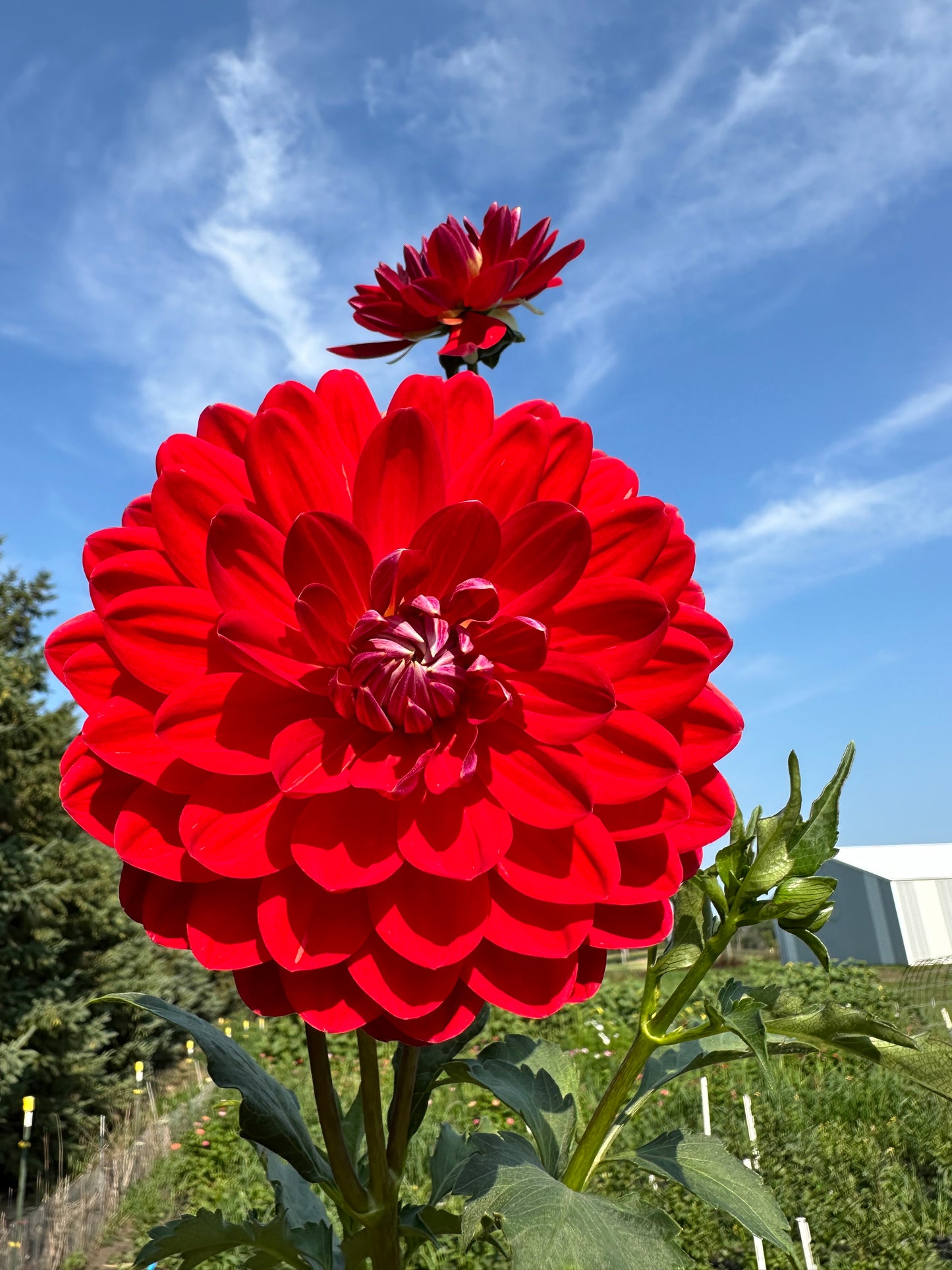 Red Velvet Dahlia Tuber
