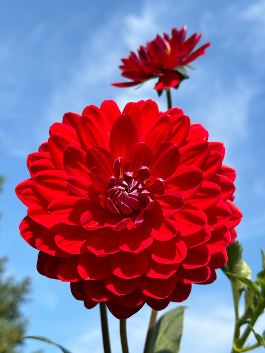 Red Velvet Dahlia Tuber