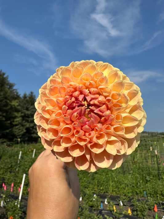 Crichton Honey Dahlia Tuber