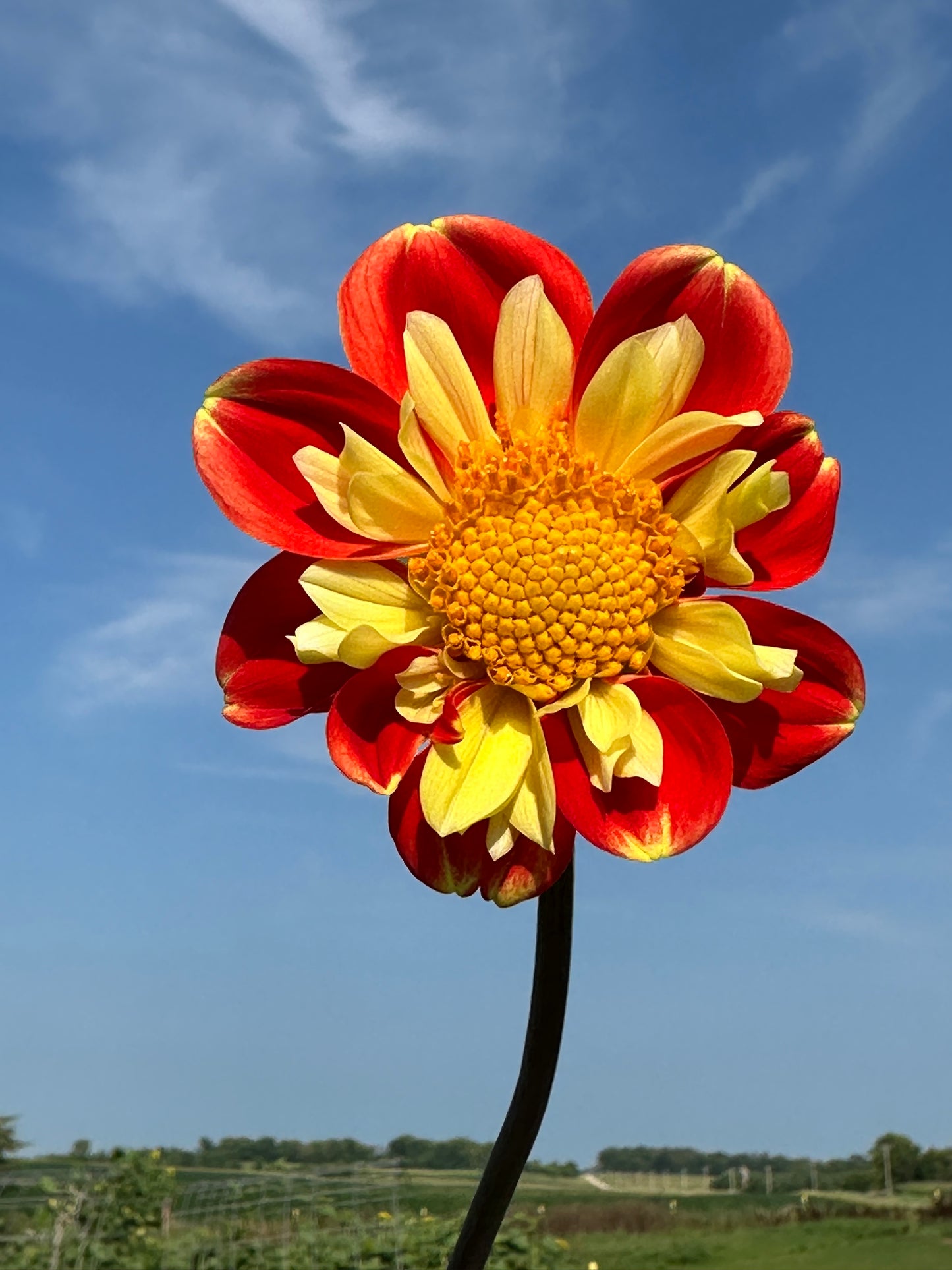 Pooh Dahlia Tuber
