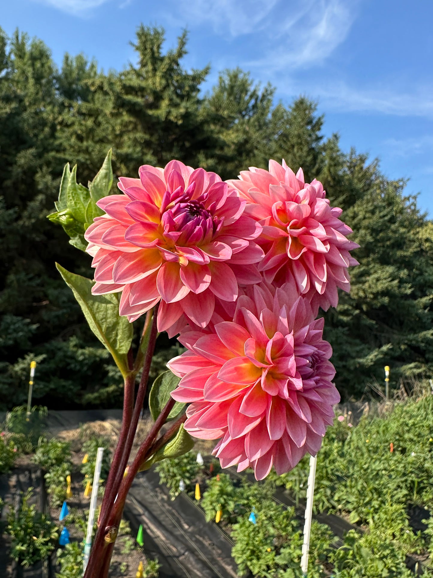 Jitterbug Dahlia Tuber