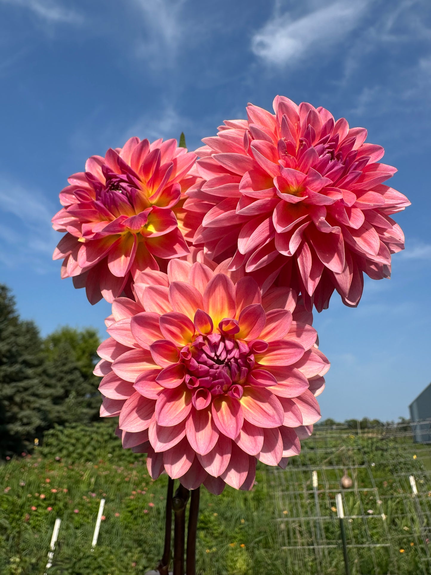Jitterbug Dahlia Tuber