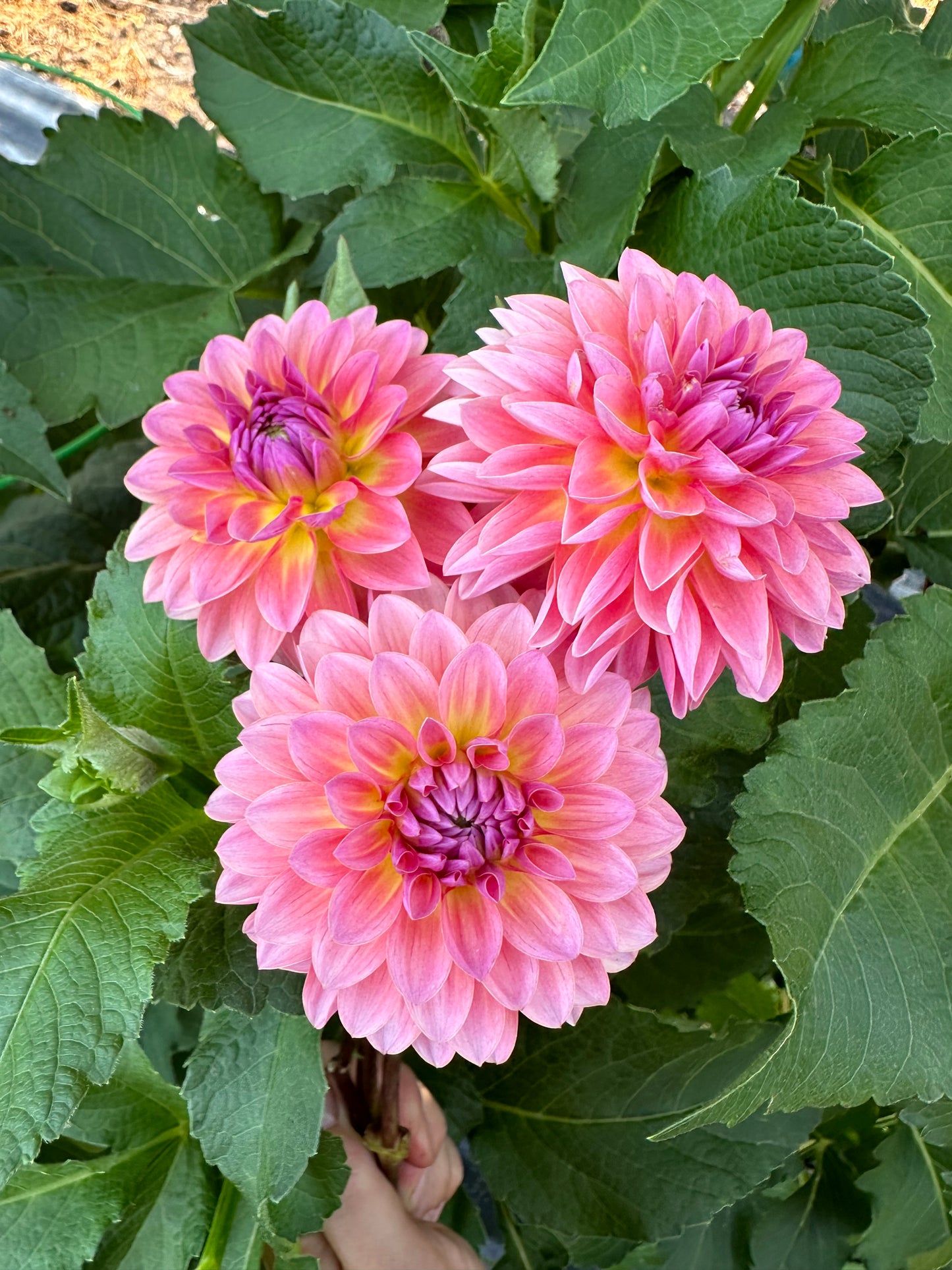 Jitterbug Dahlia Tuber